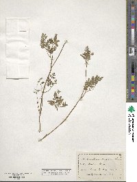 Chaerophyllum procumbens image