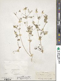 Chaerophyllum procumbens image