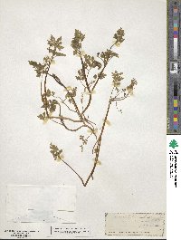 Chaerophyllum procumbens image