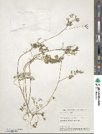 Chaerophyllum procumbens image