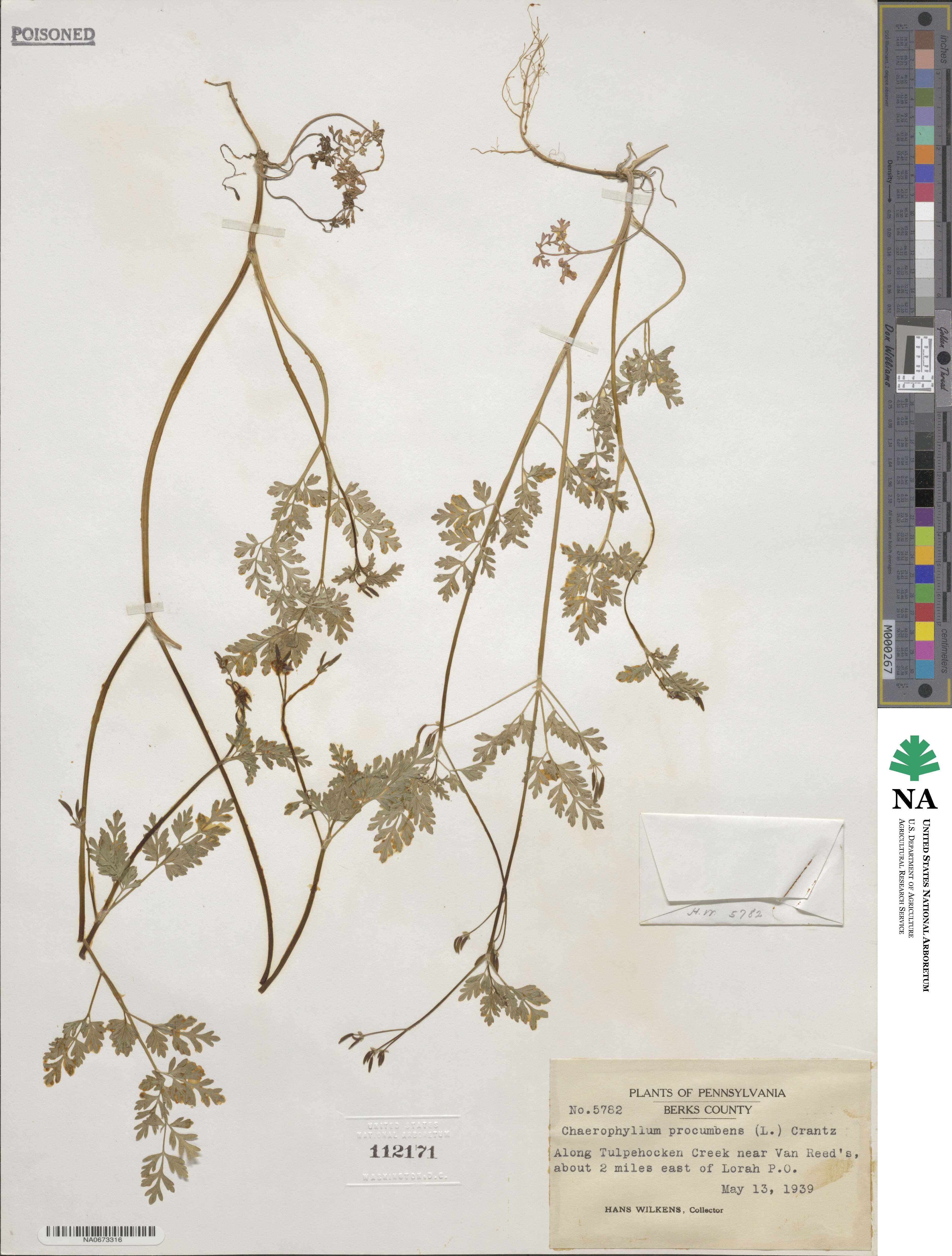 Chaerophyllum procumbens image