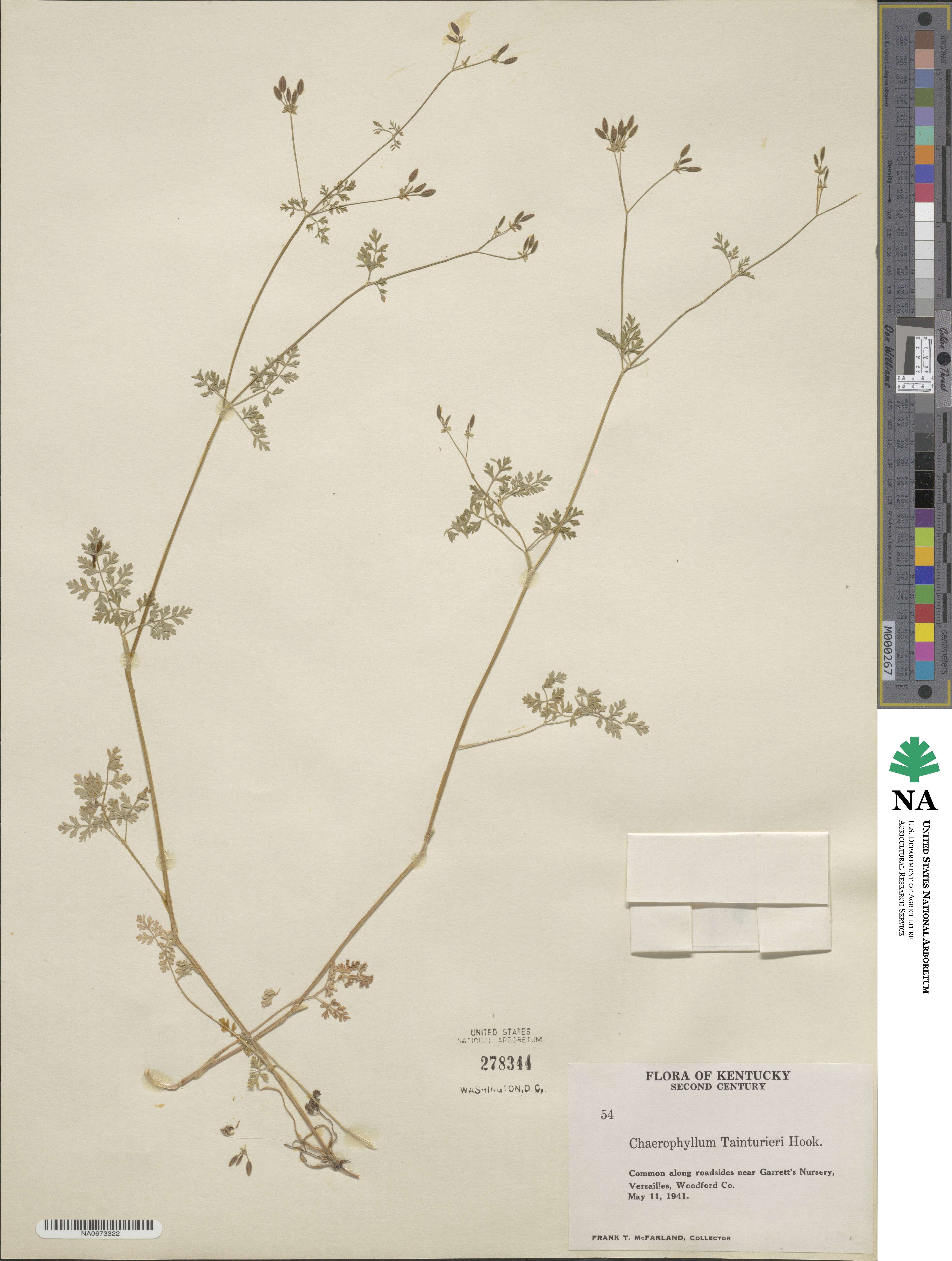 Chaerophyllum procumbens image