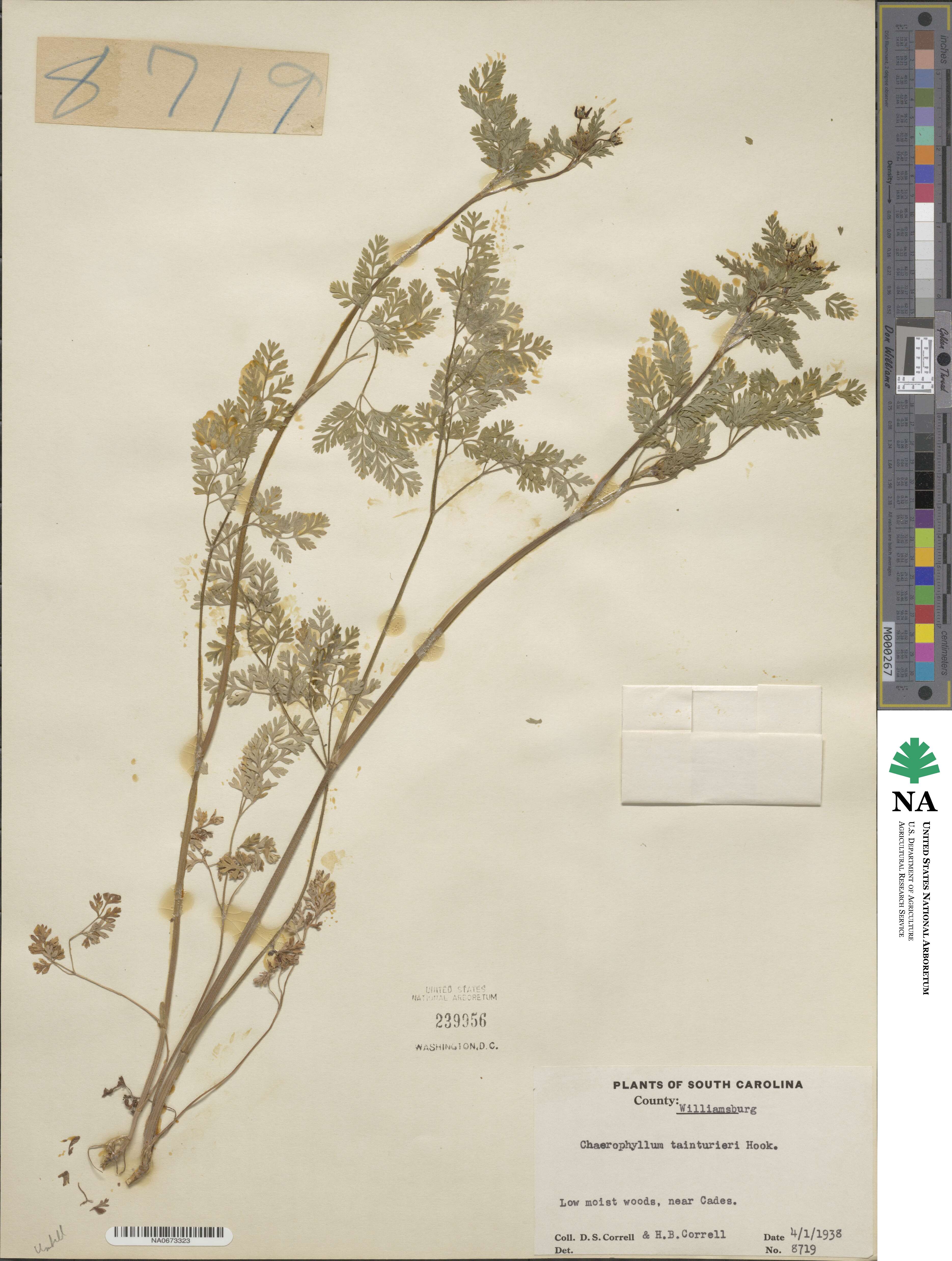 Chaerophyllum procumbens image