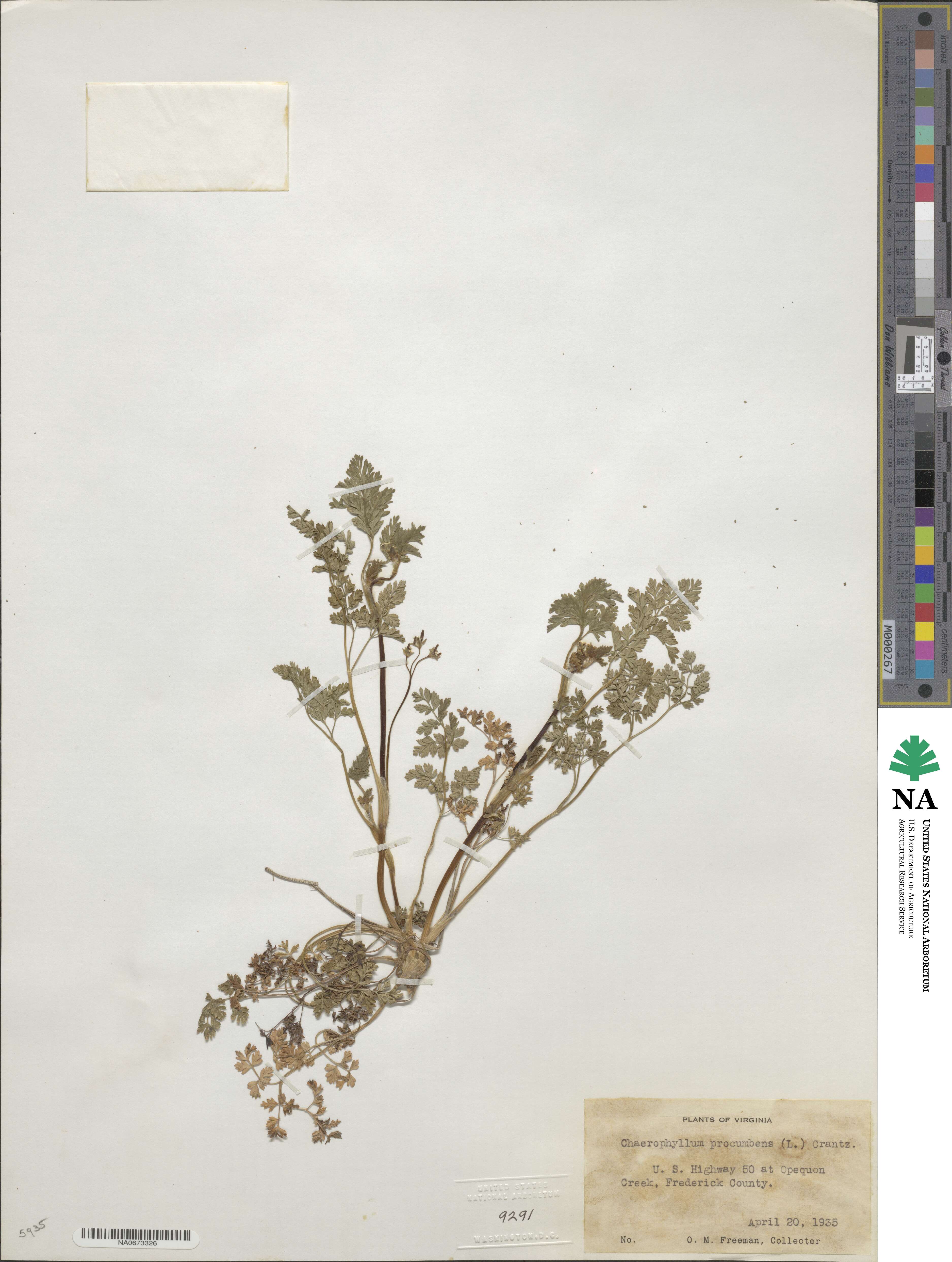 Chaerophyllum procumbens image