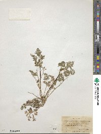 Chaerophyllum procumbens image