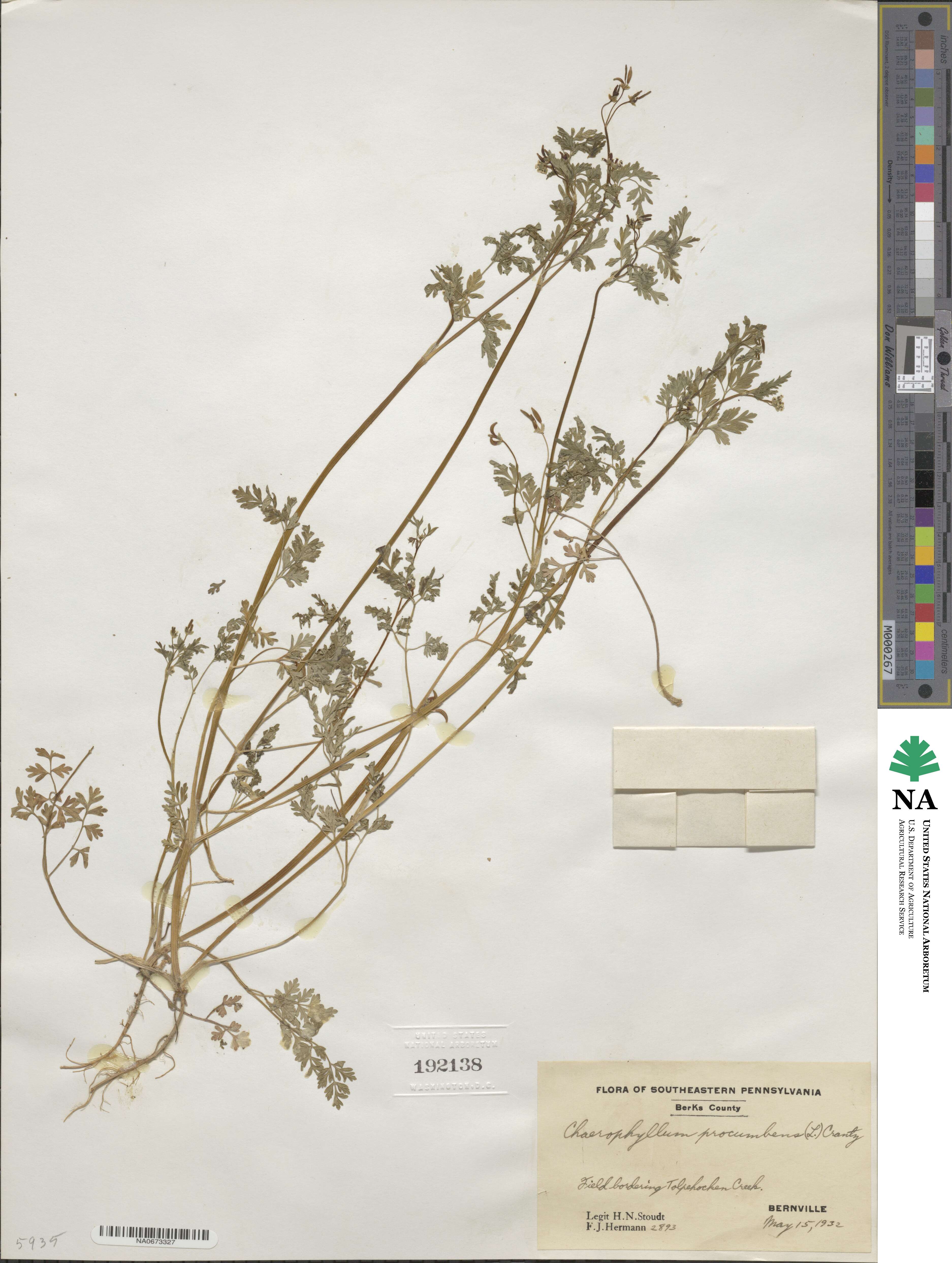 Chaerophyllum procumbens image