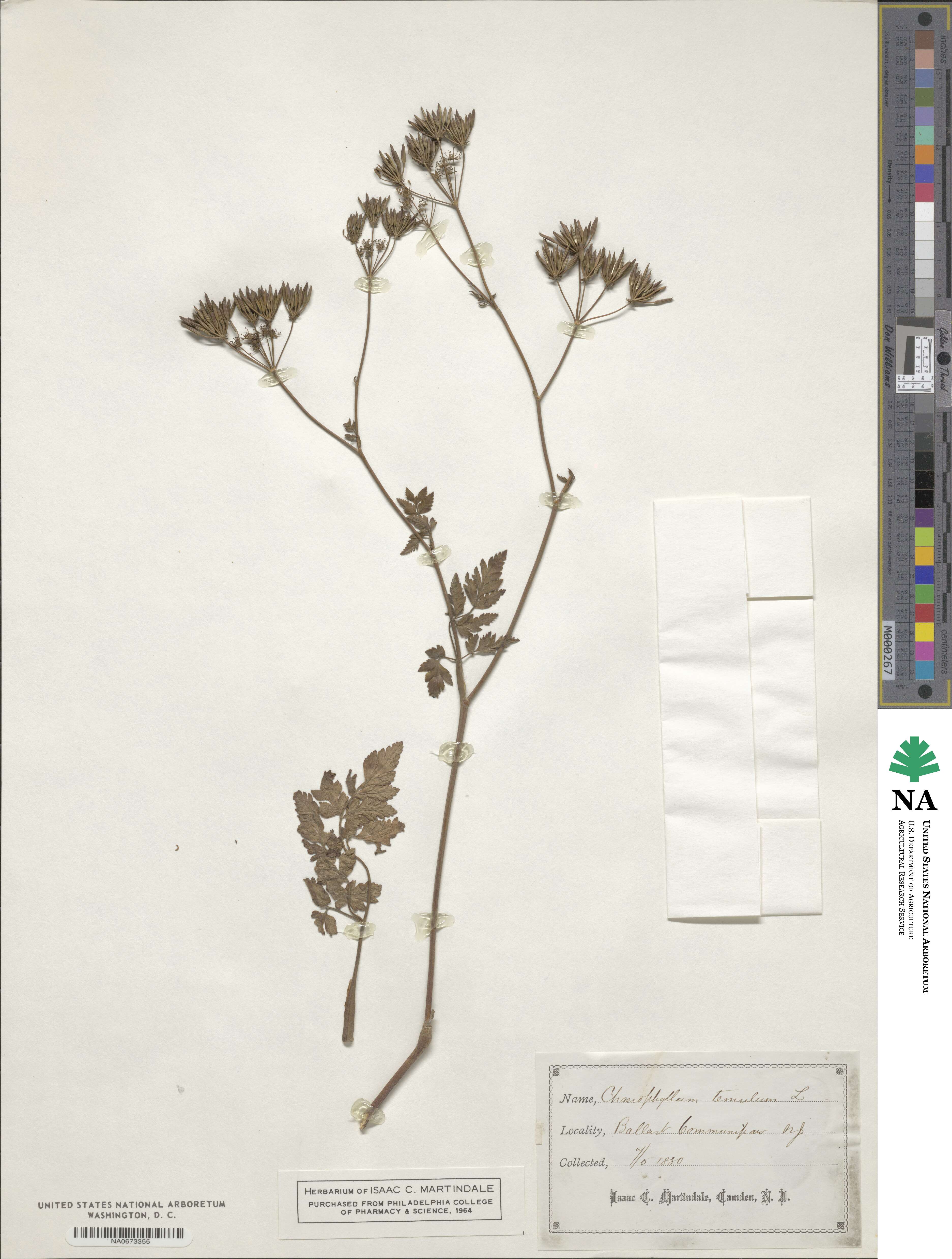 Chaerophyllum temulum image