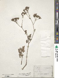 Chaerophyllum temulum image