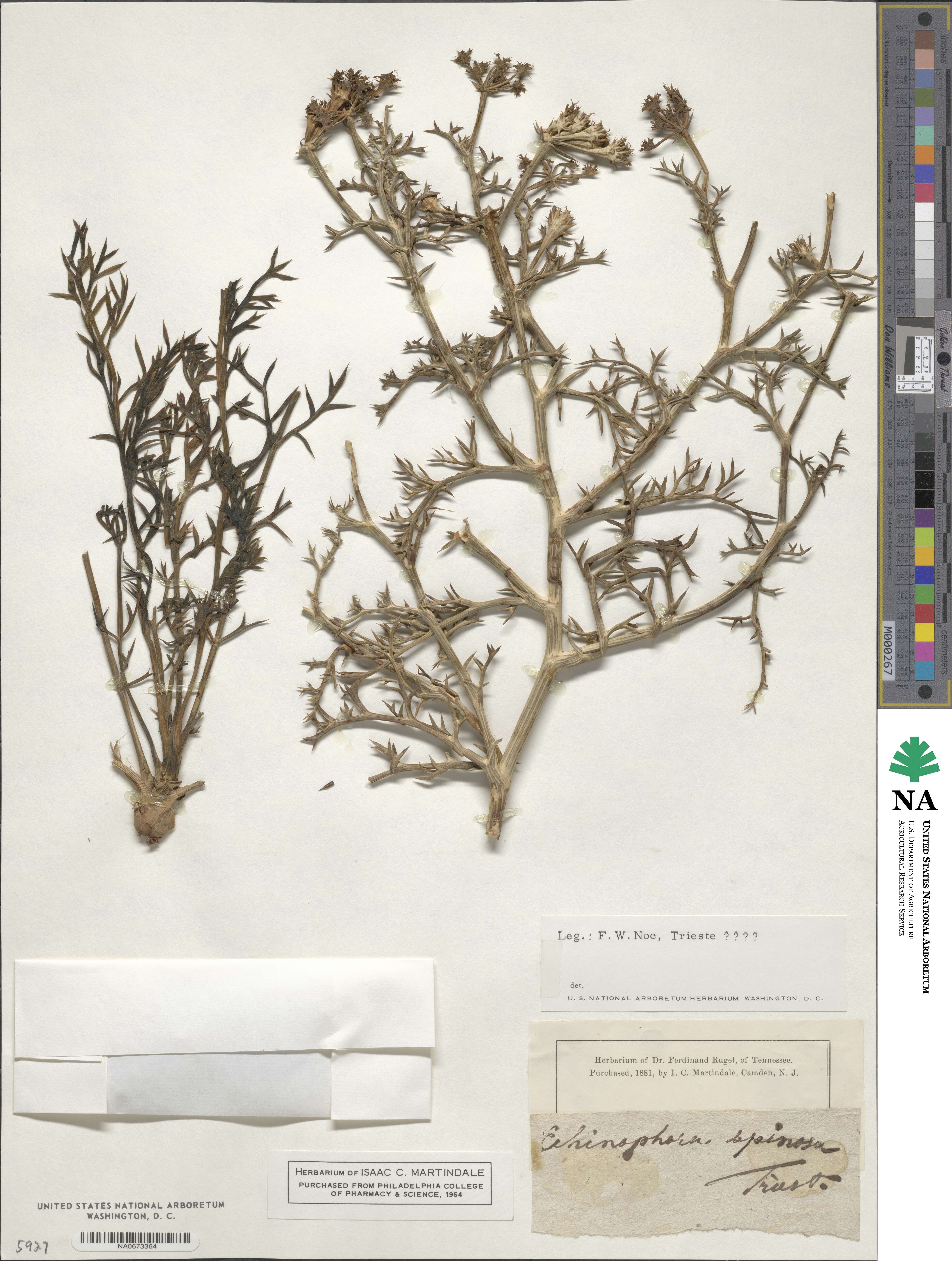 Echinophora spinosa image