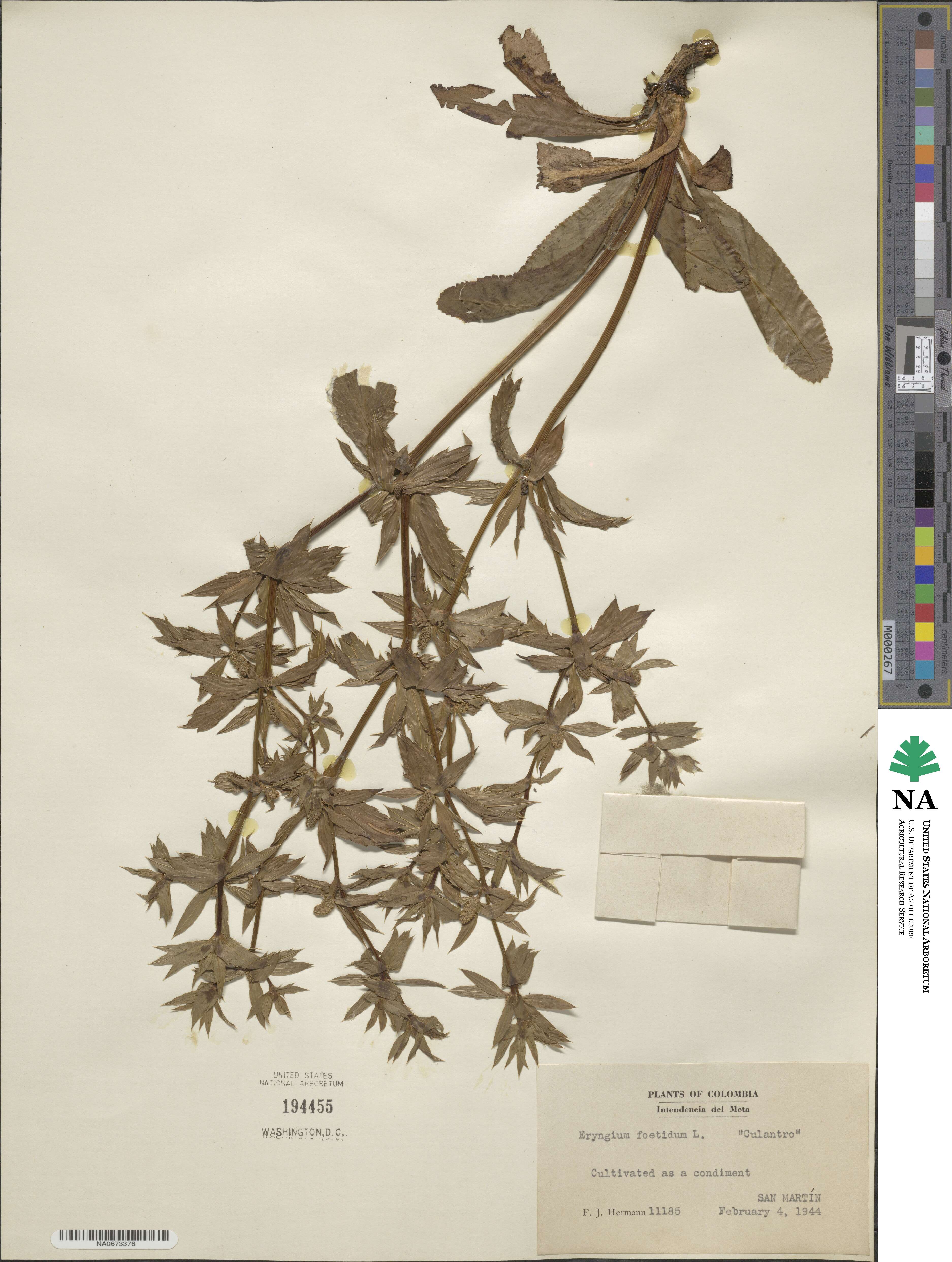 Eryngium foetidum image