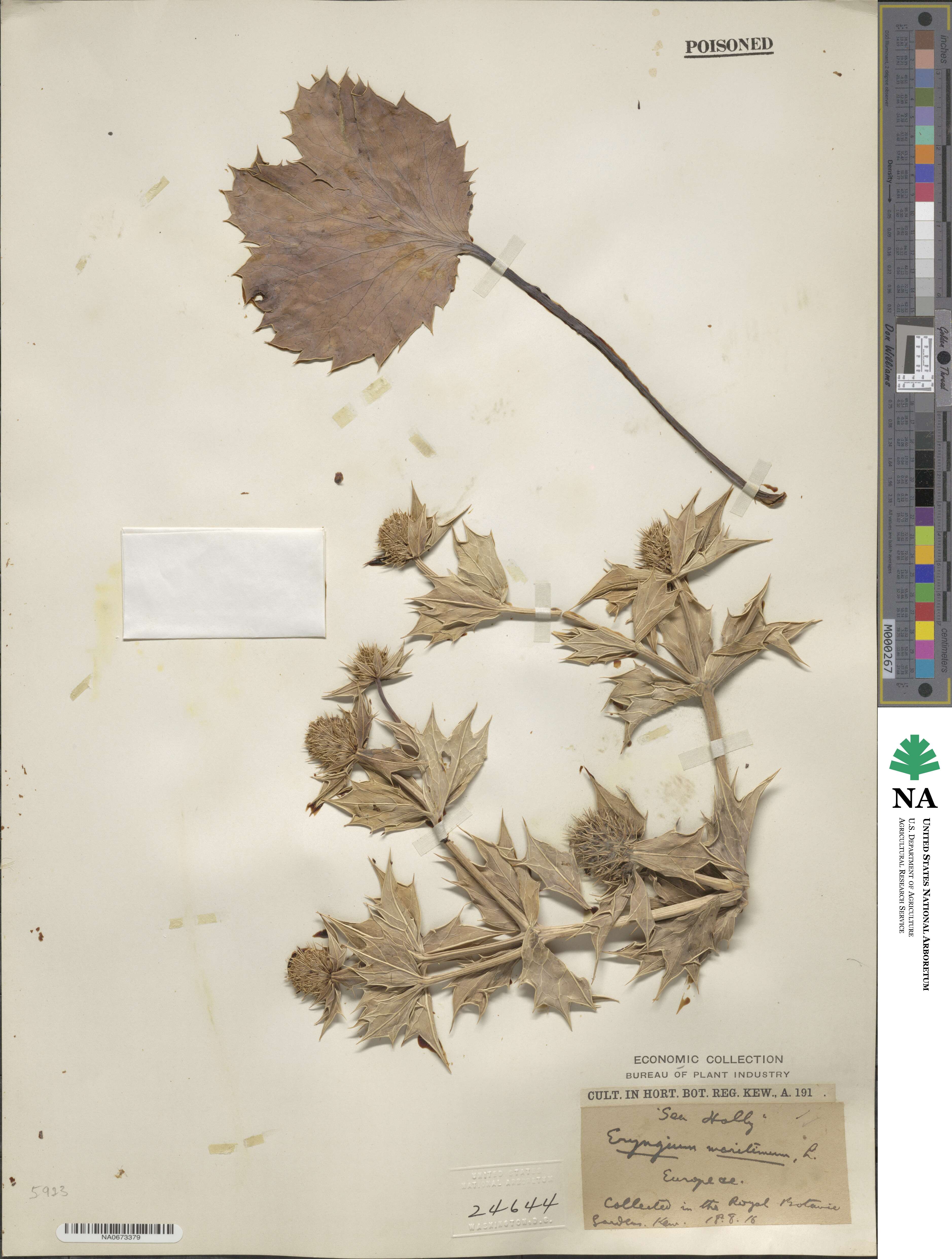 Eryngium maritimum image