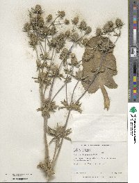 Eryngium planum image