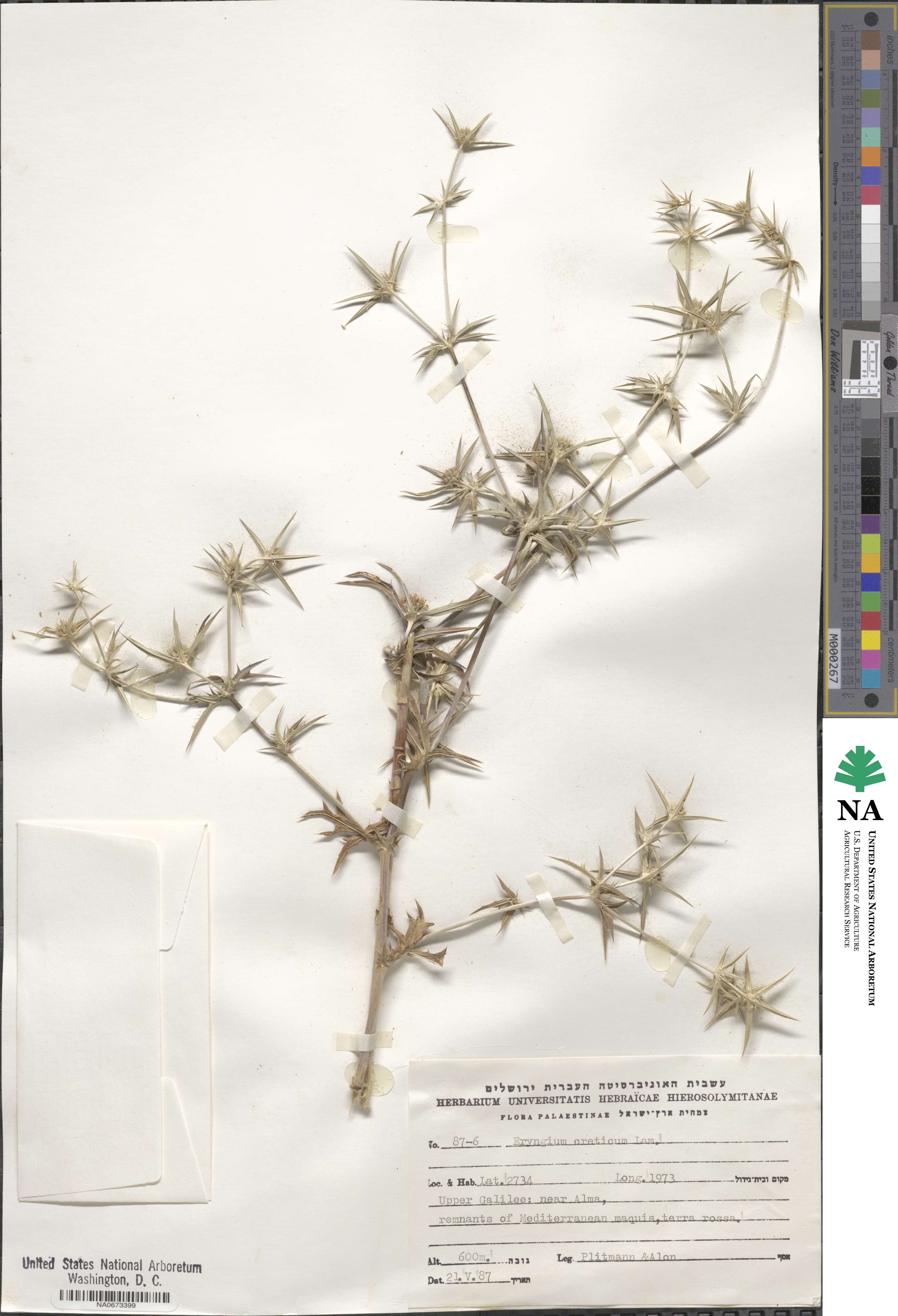 Eryngium creticum image