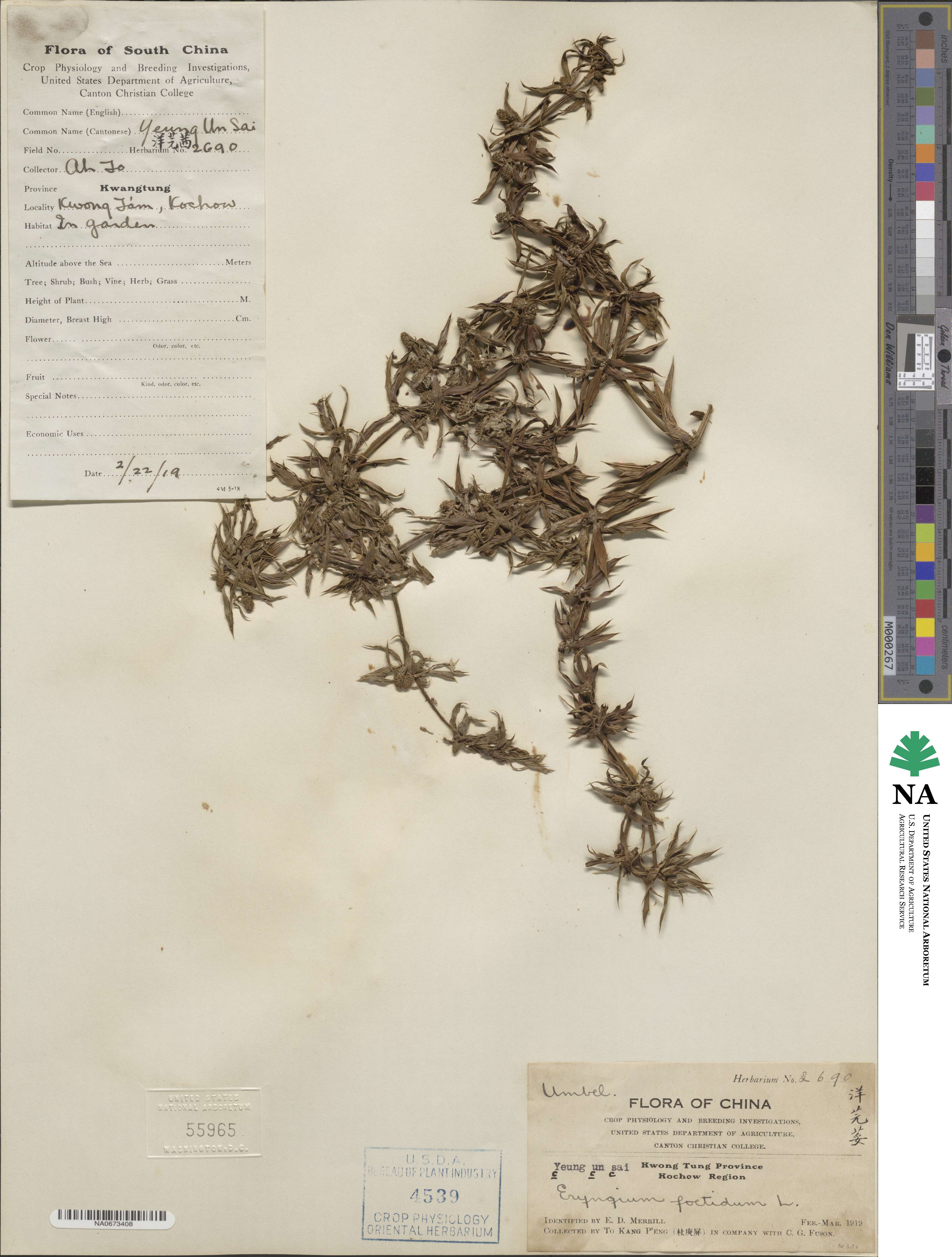 Eryngium foetidum image