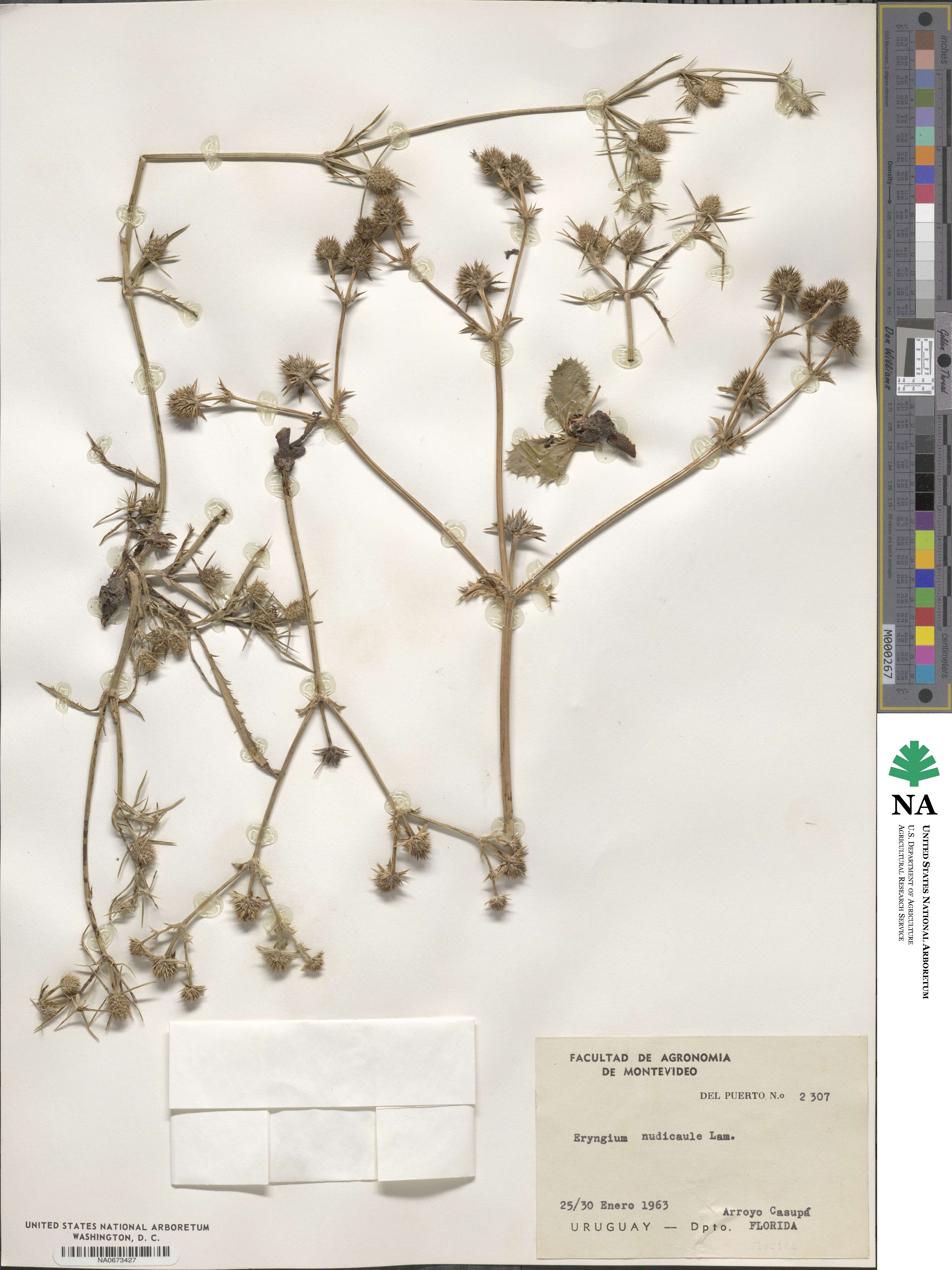 Eryngium nudicaule image