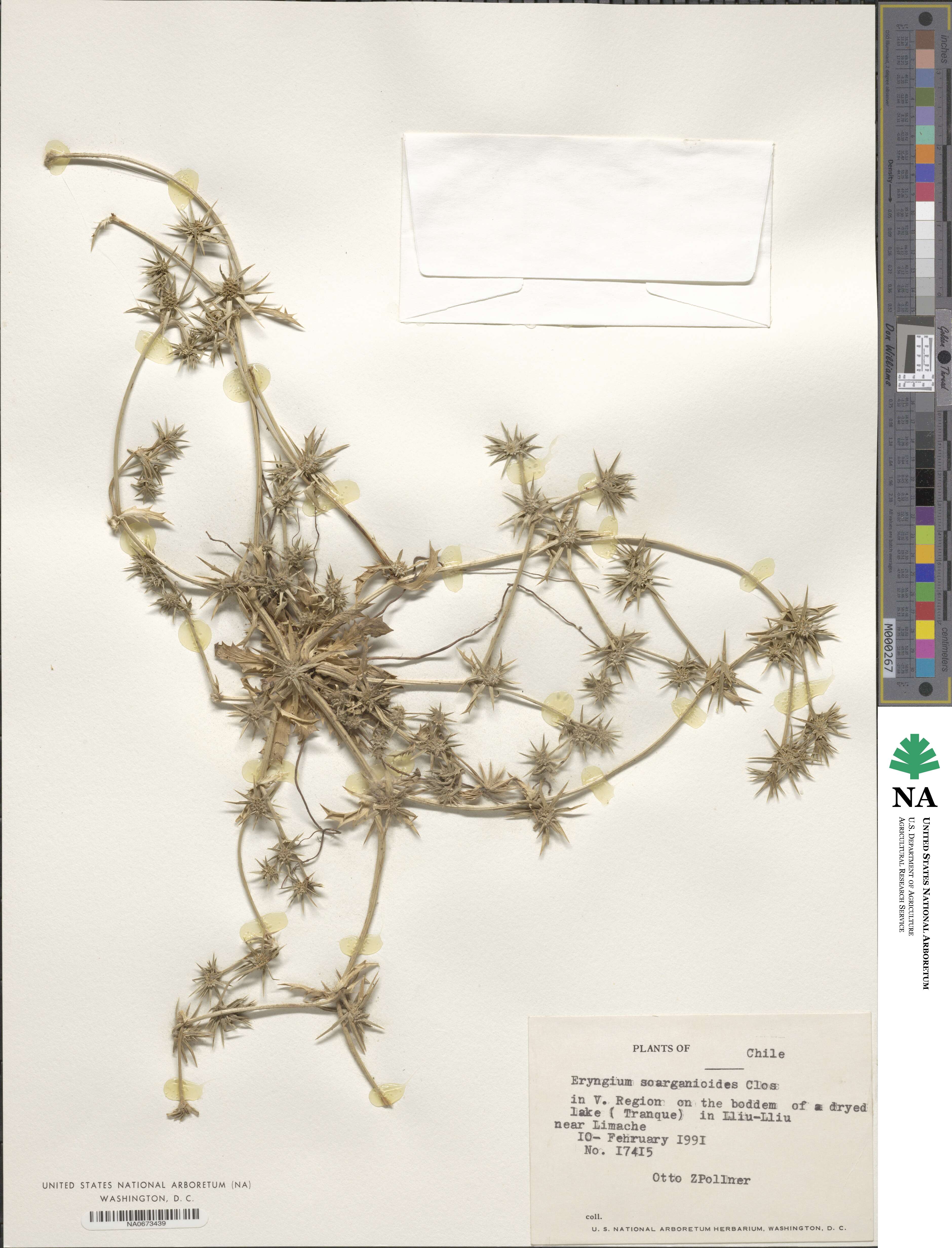 Eryngium sparganioides image