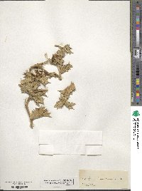 Eryngium maritimum image