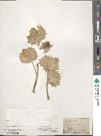 Eryngium maritimum image