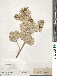 Eryngium maritimum image