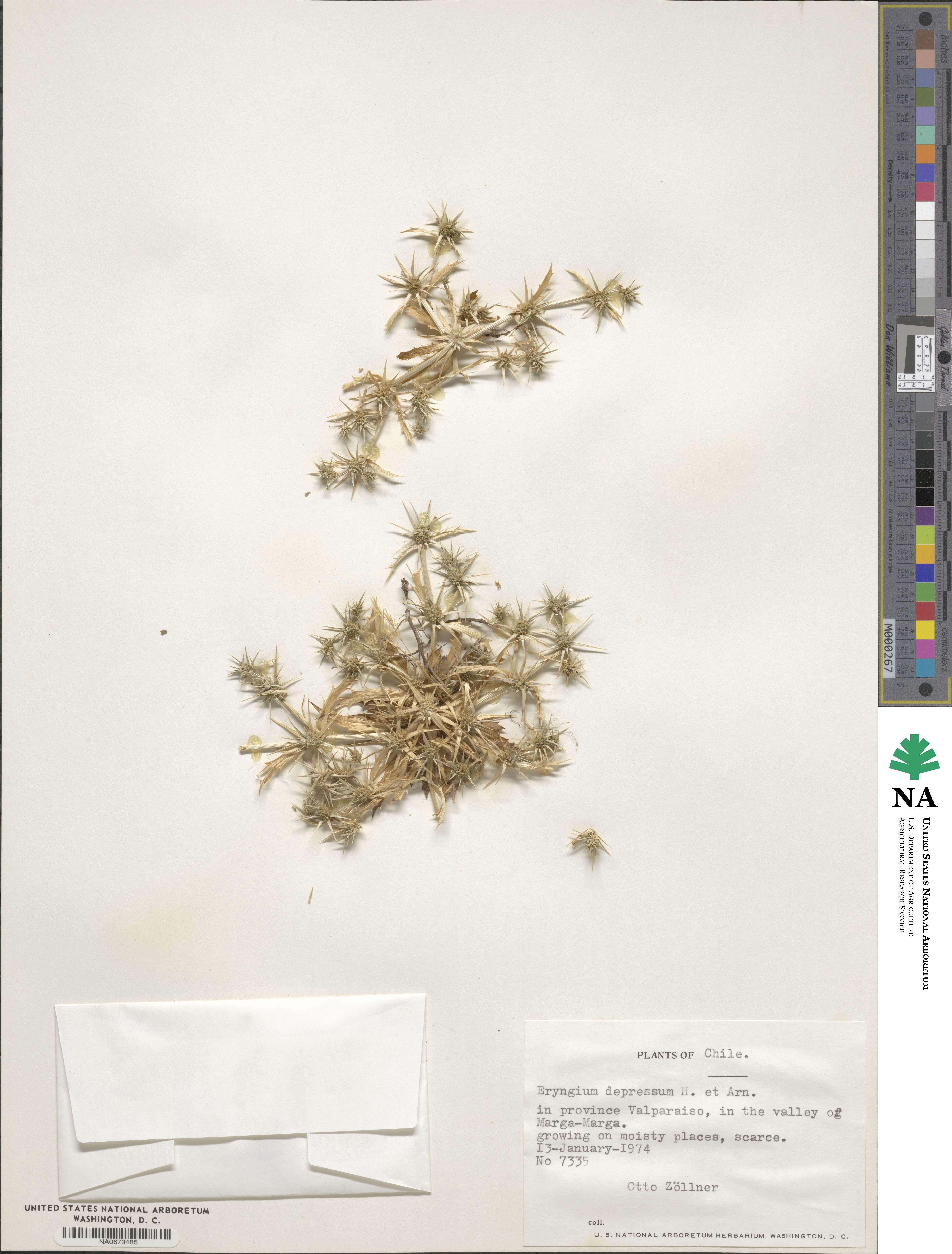 Eryngium depressum image
