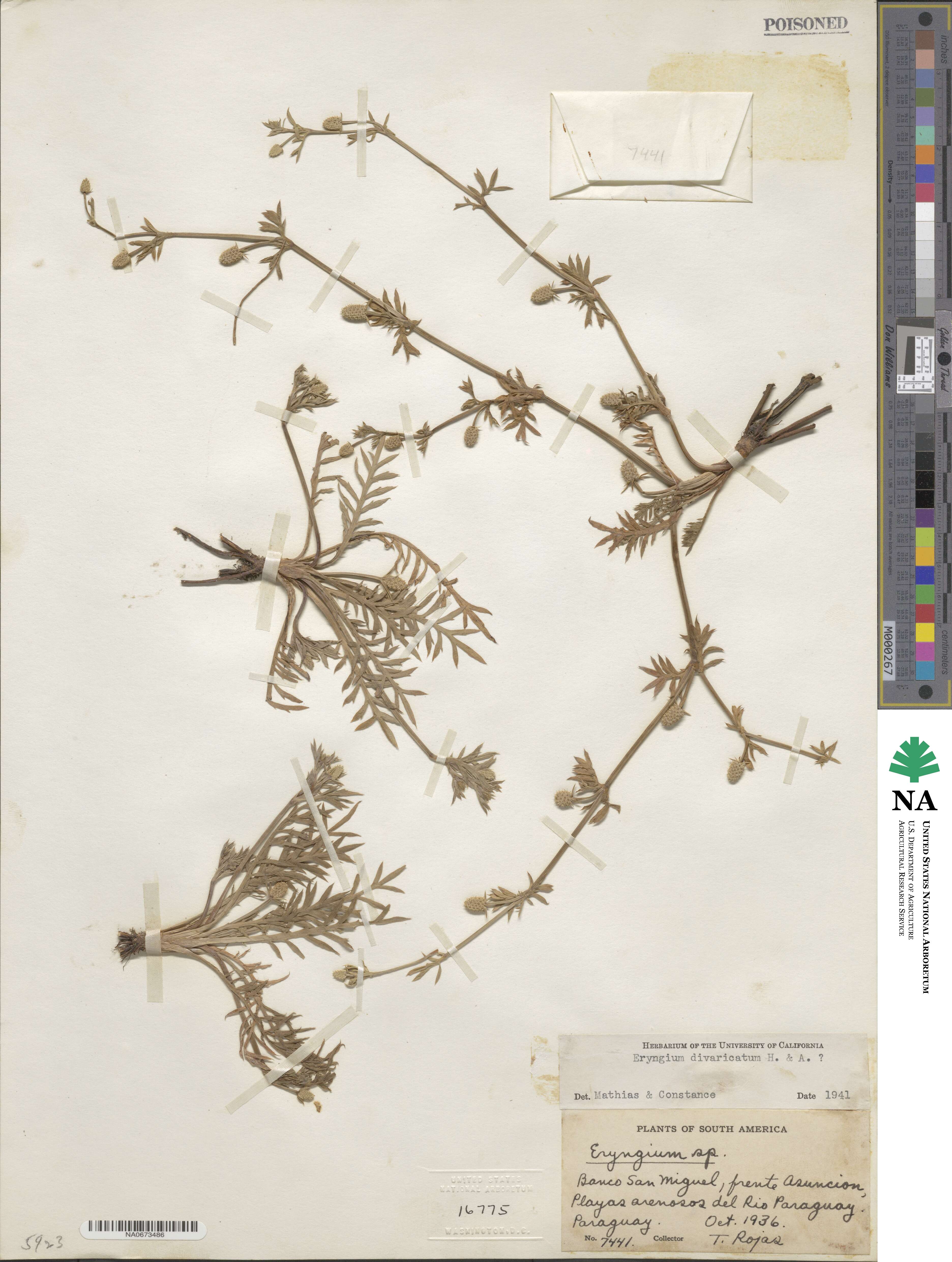 Eryngium divaricatum image