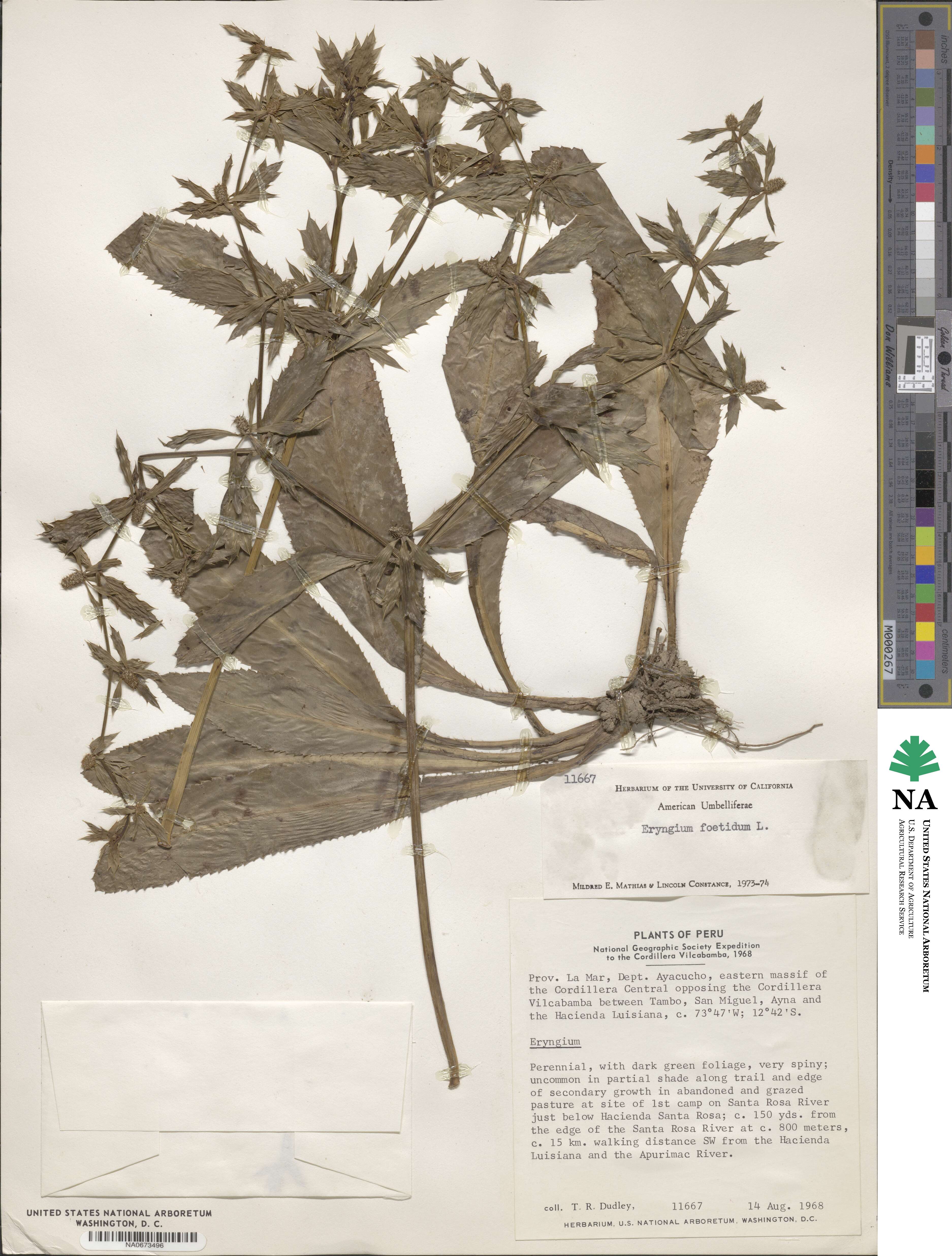 Eryngium image