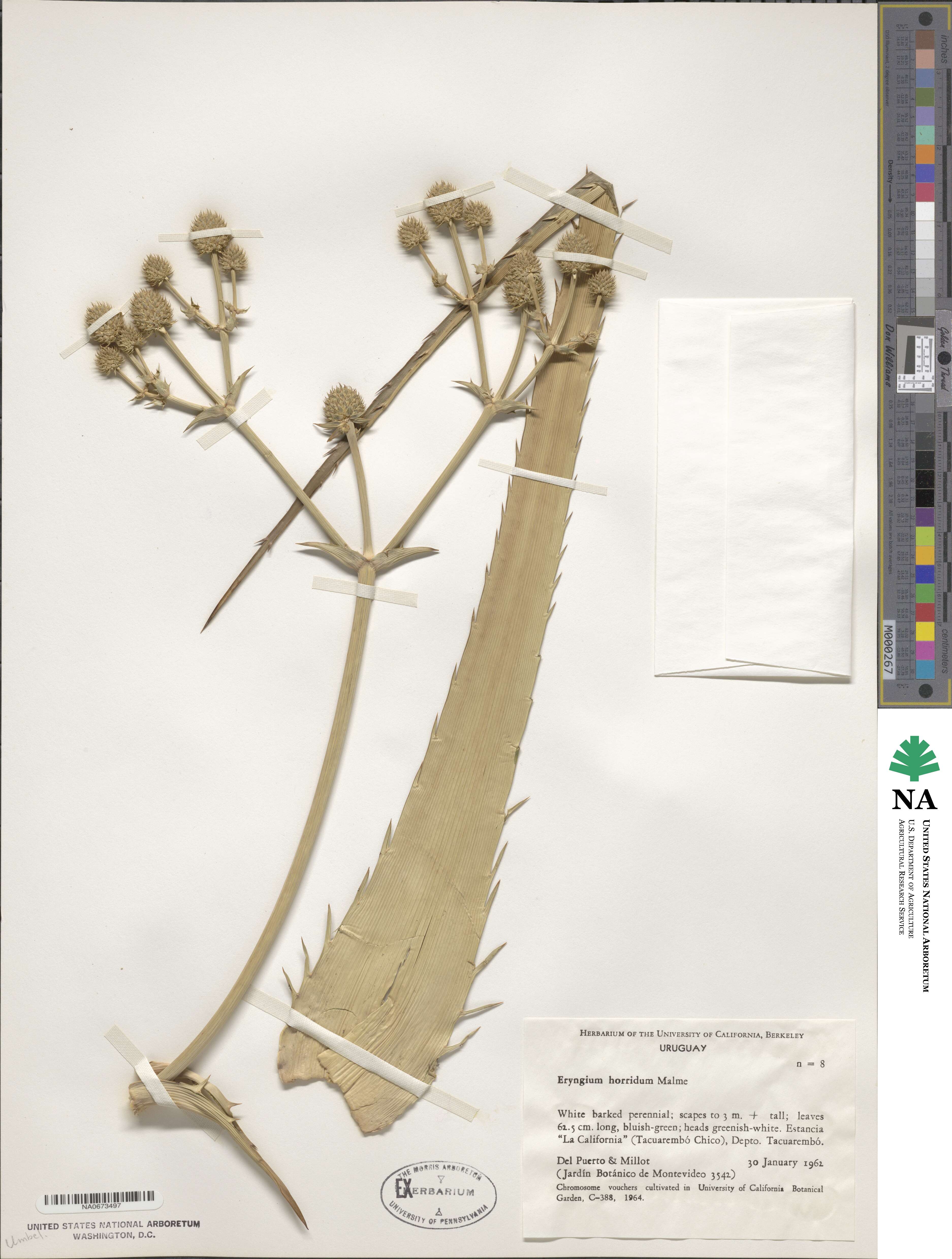 Eryngium horridum image