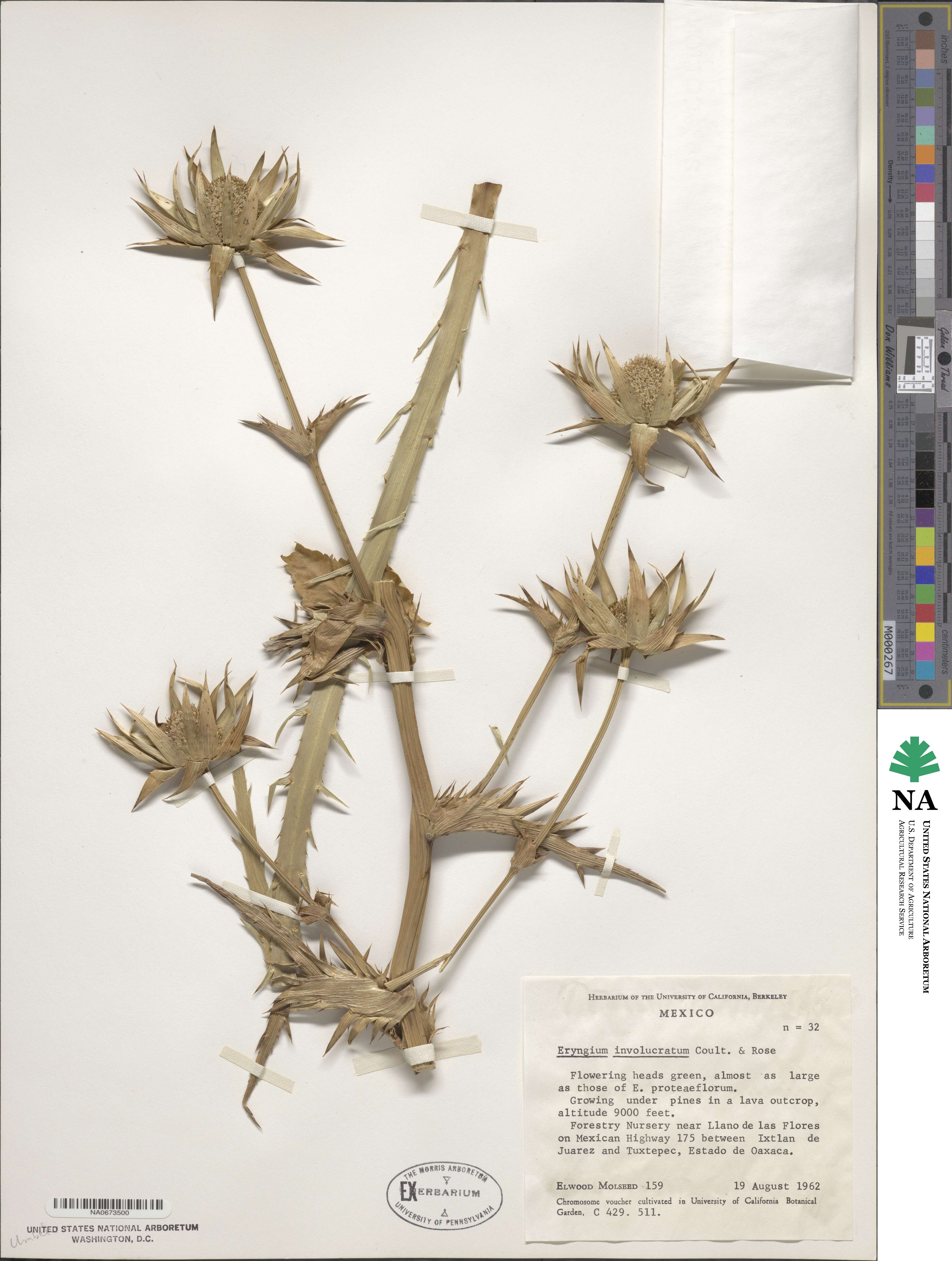 Eryngium involucratum image