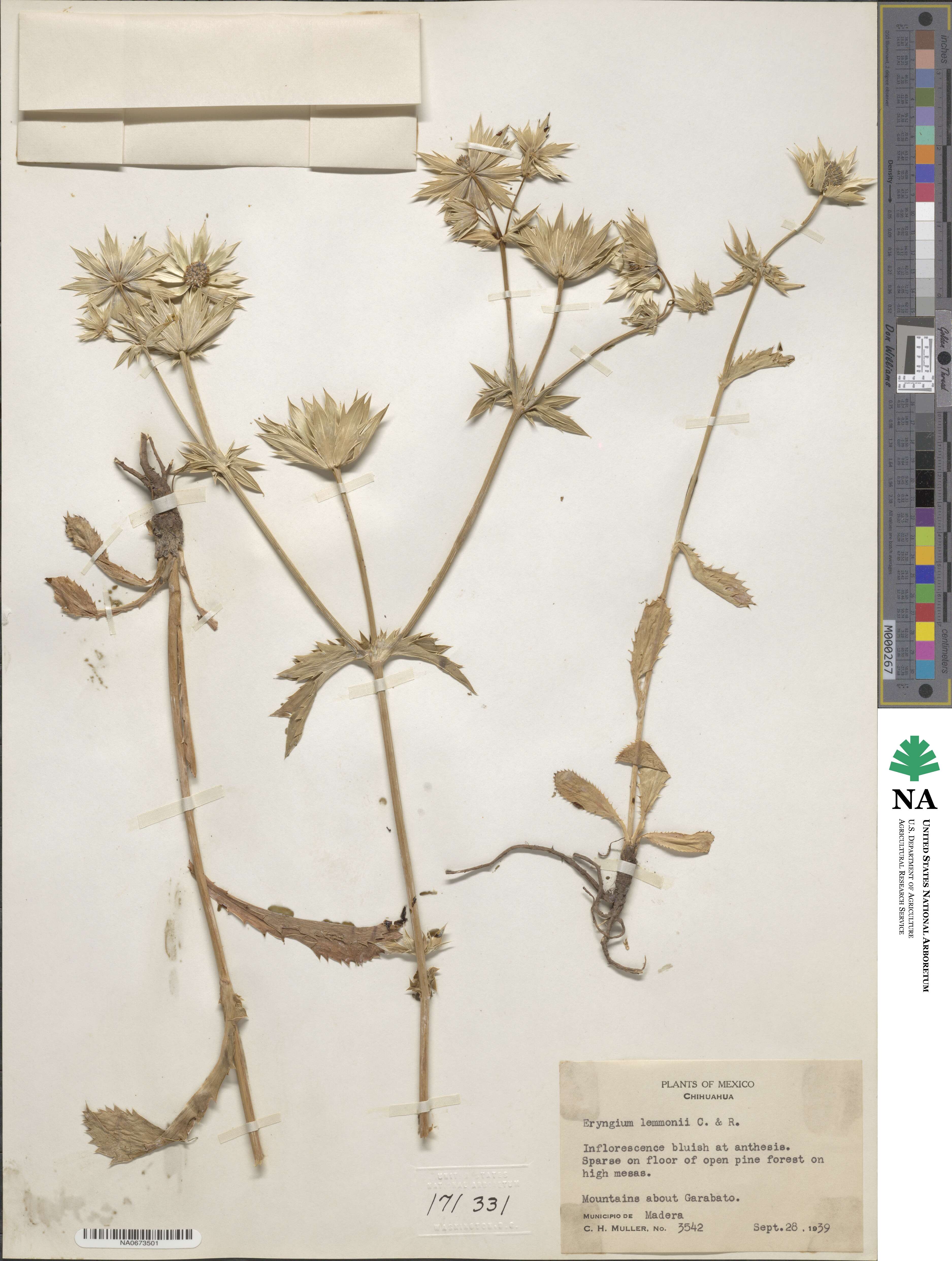 Eryngium lemmonii image