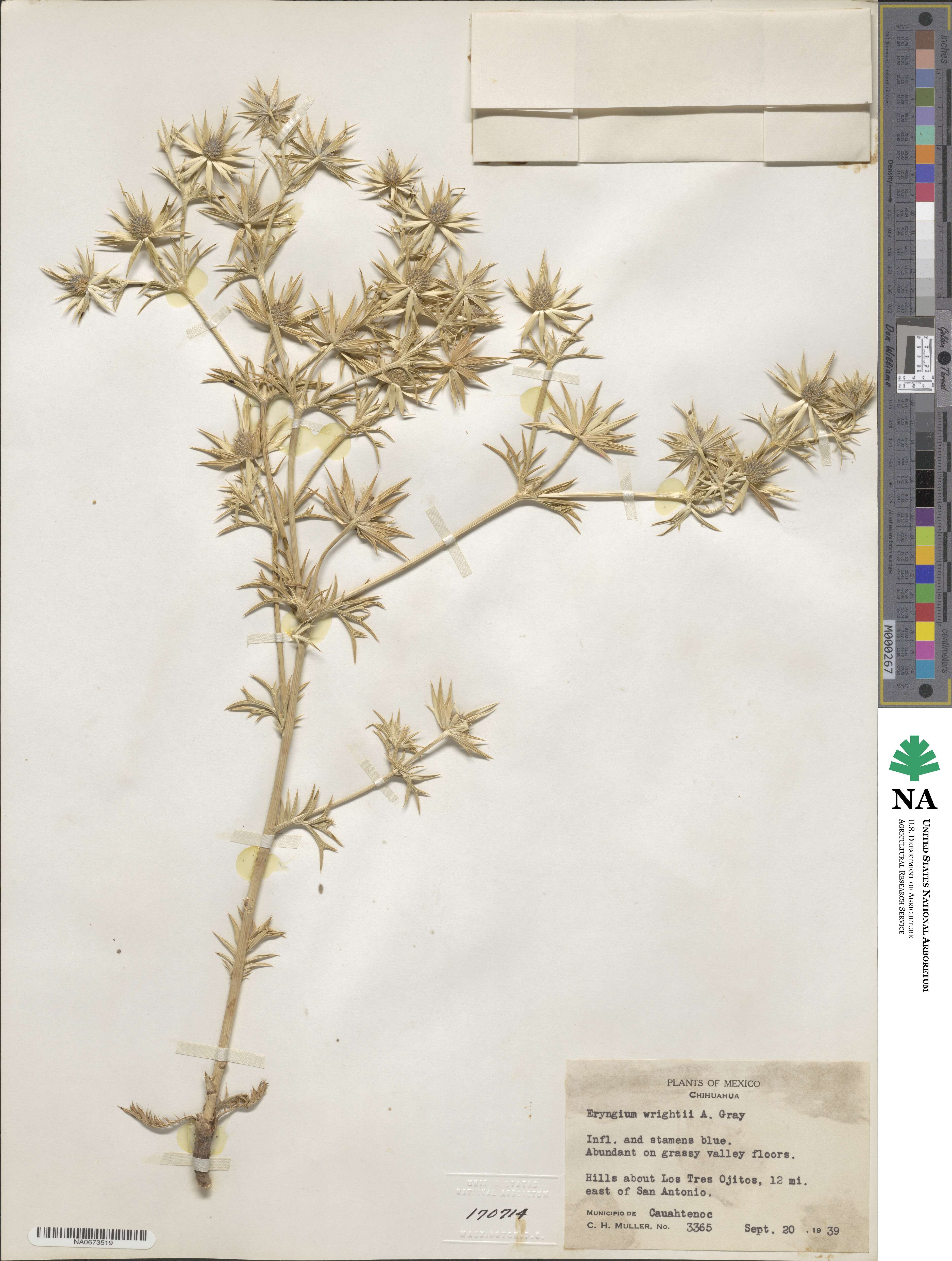 Eryngium heterophyllum image