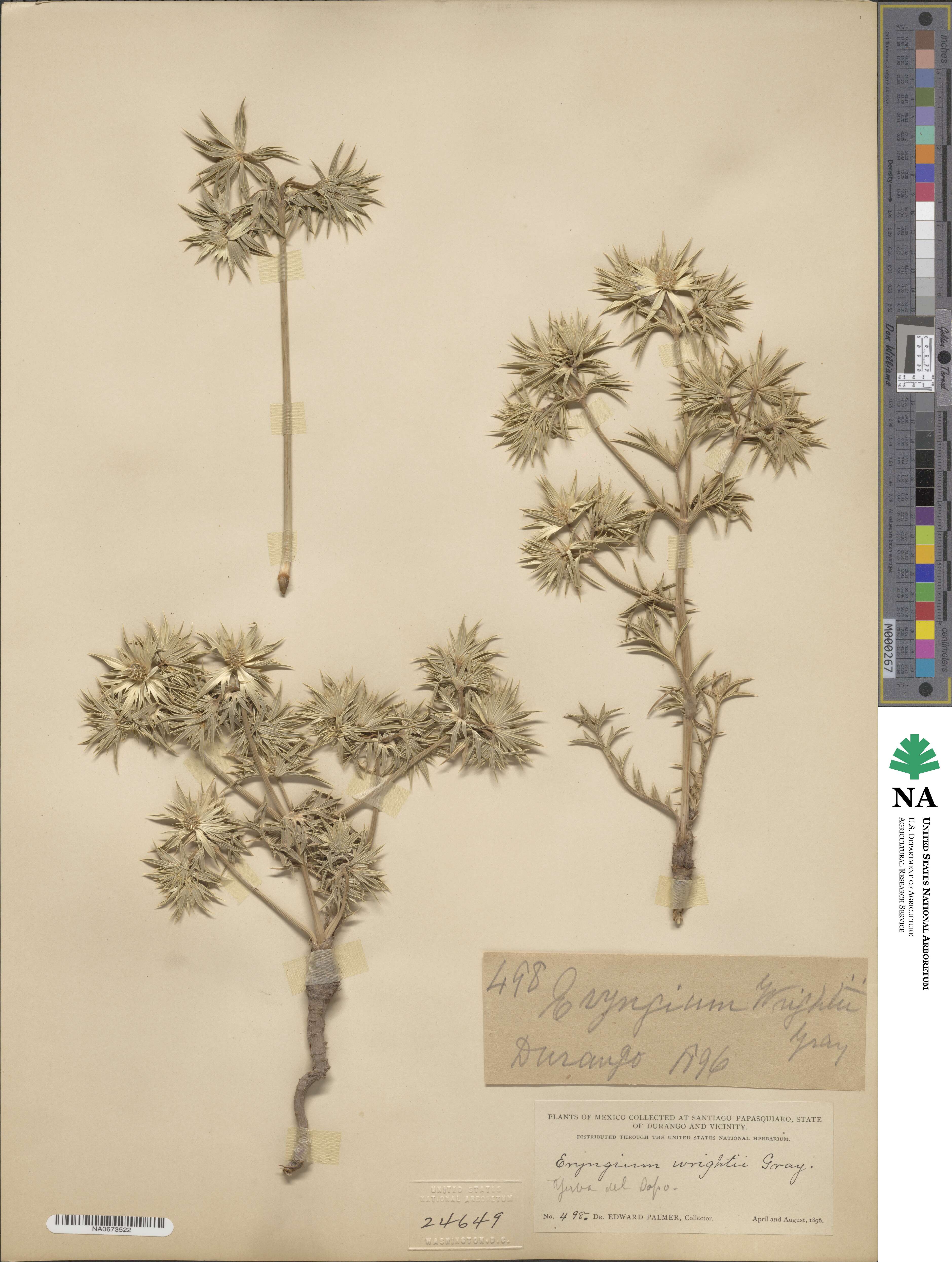 Eryngium heterophyllum image