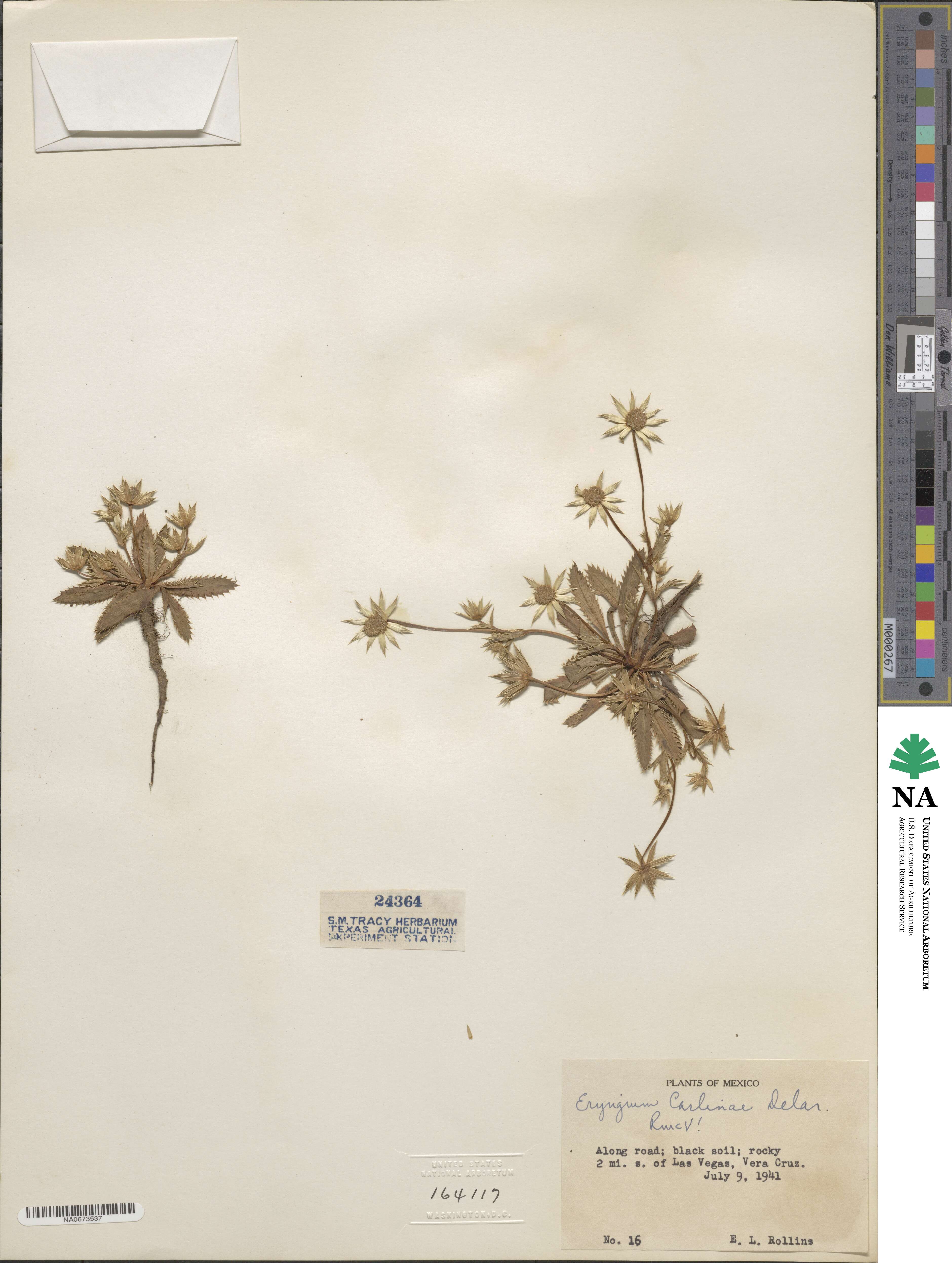 Eryngium carlinae image
