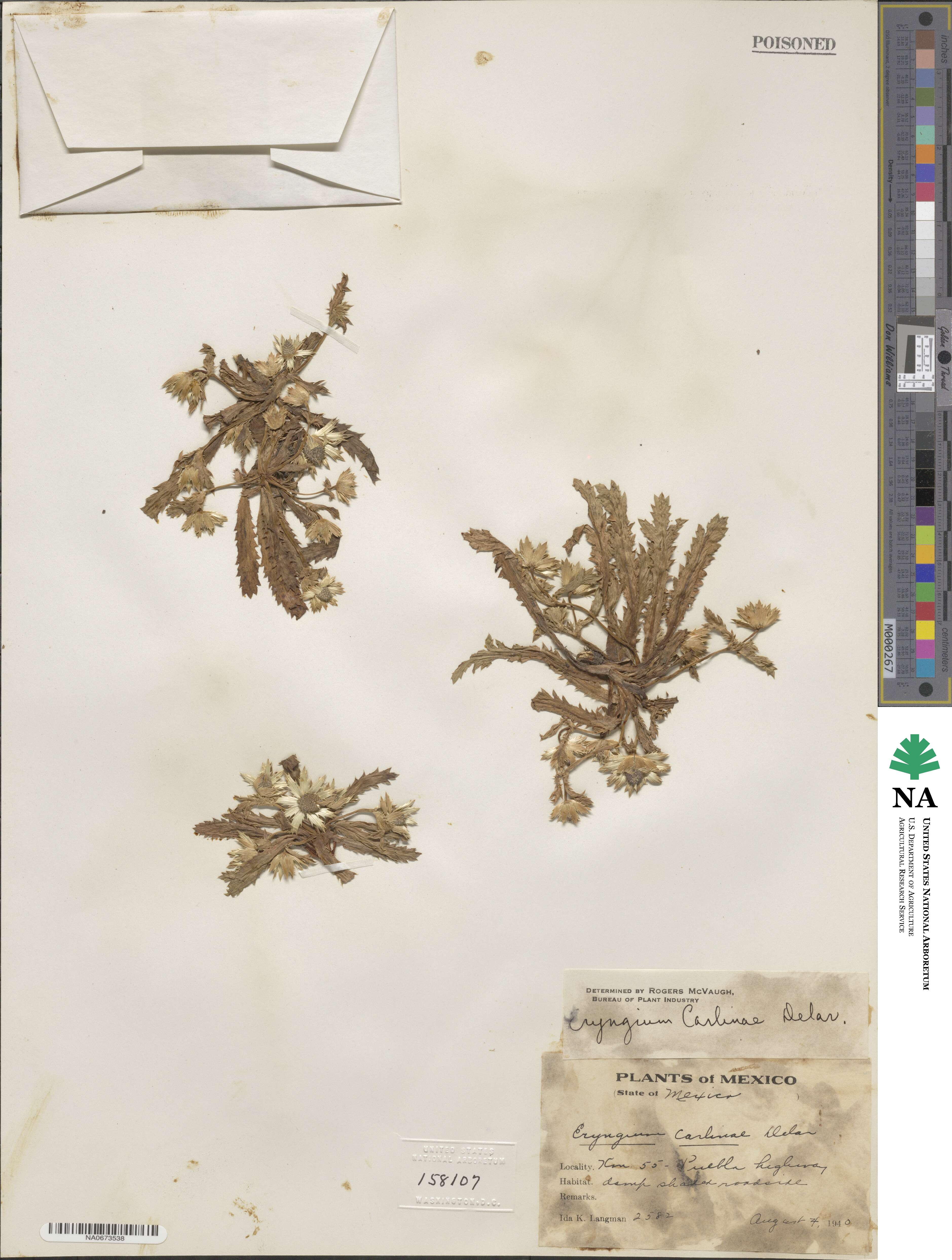 Eryngium carlinae image