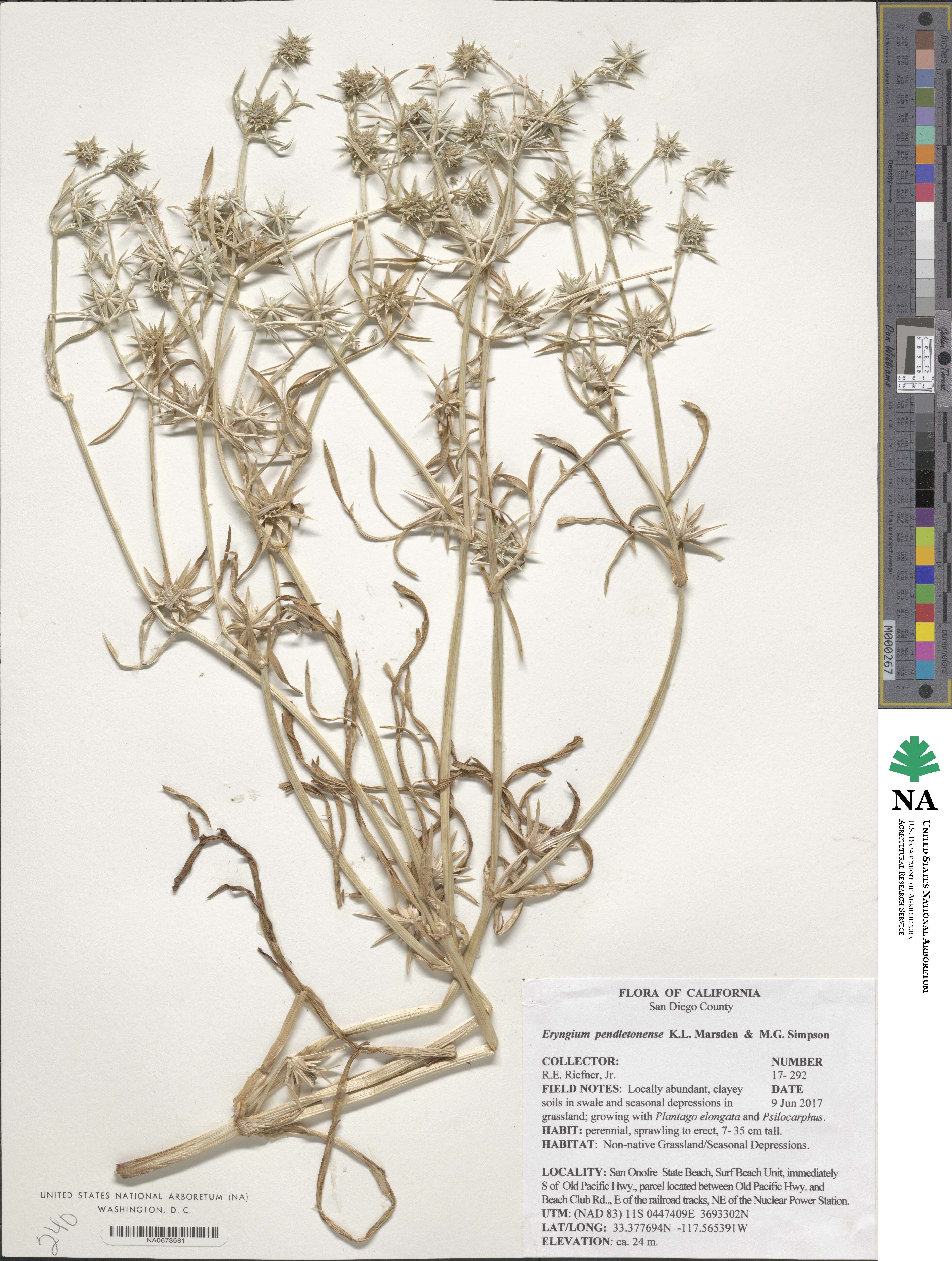 Eryngium pendletonense image