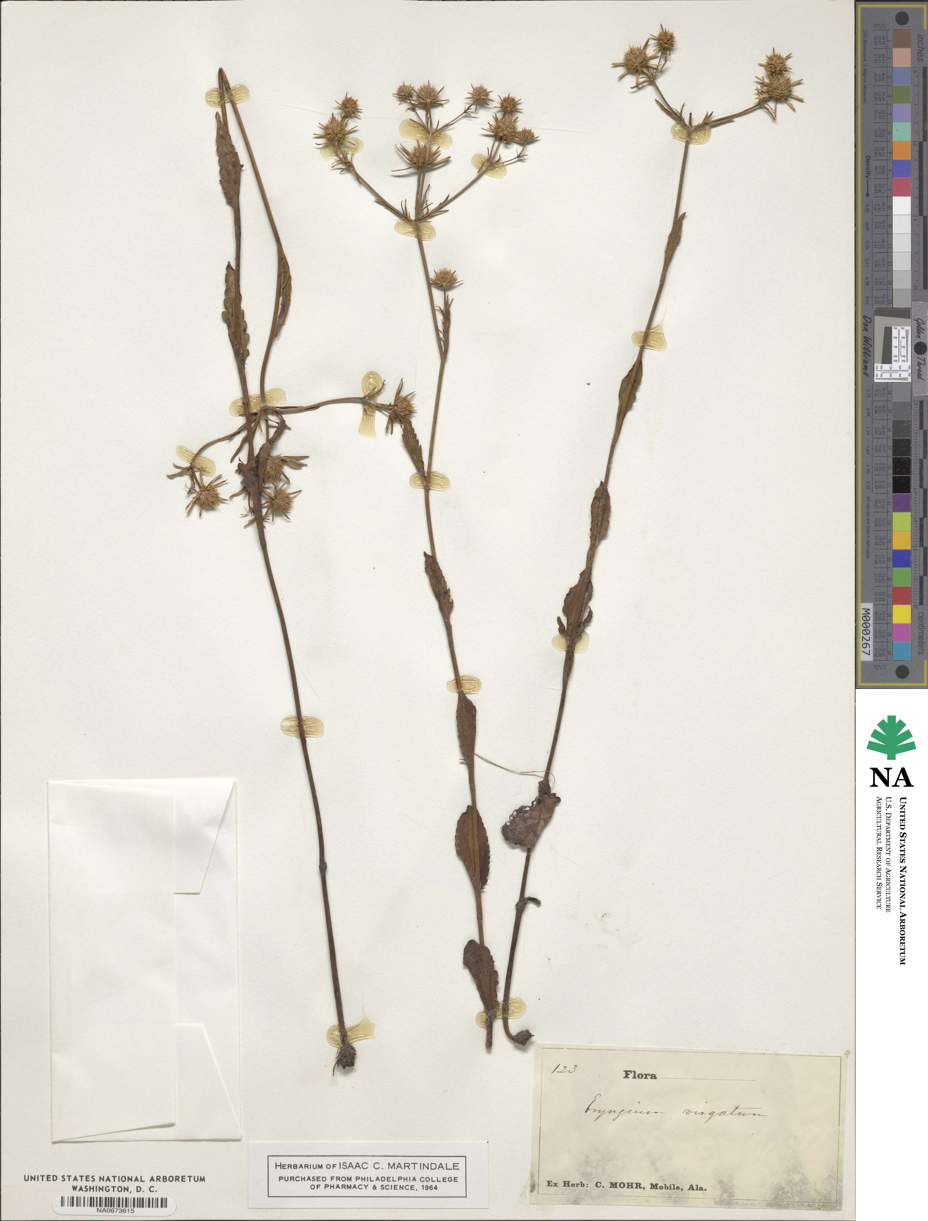 Eryngium integrifolium image