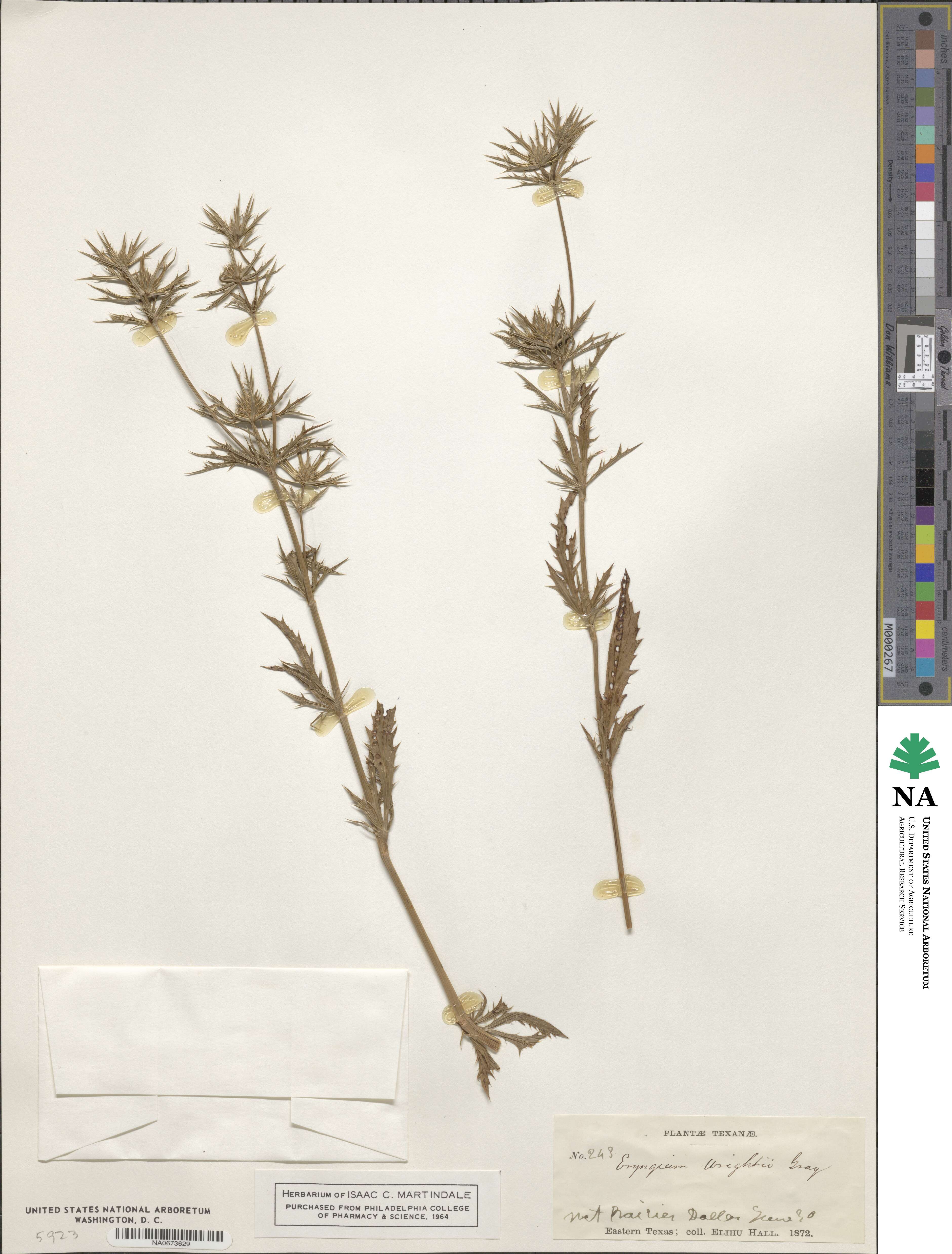 Eryngium heterophyllum image