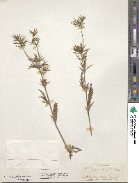 Eryngium heterophyllum image