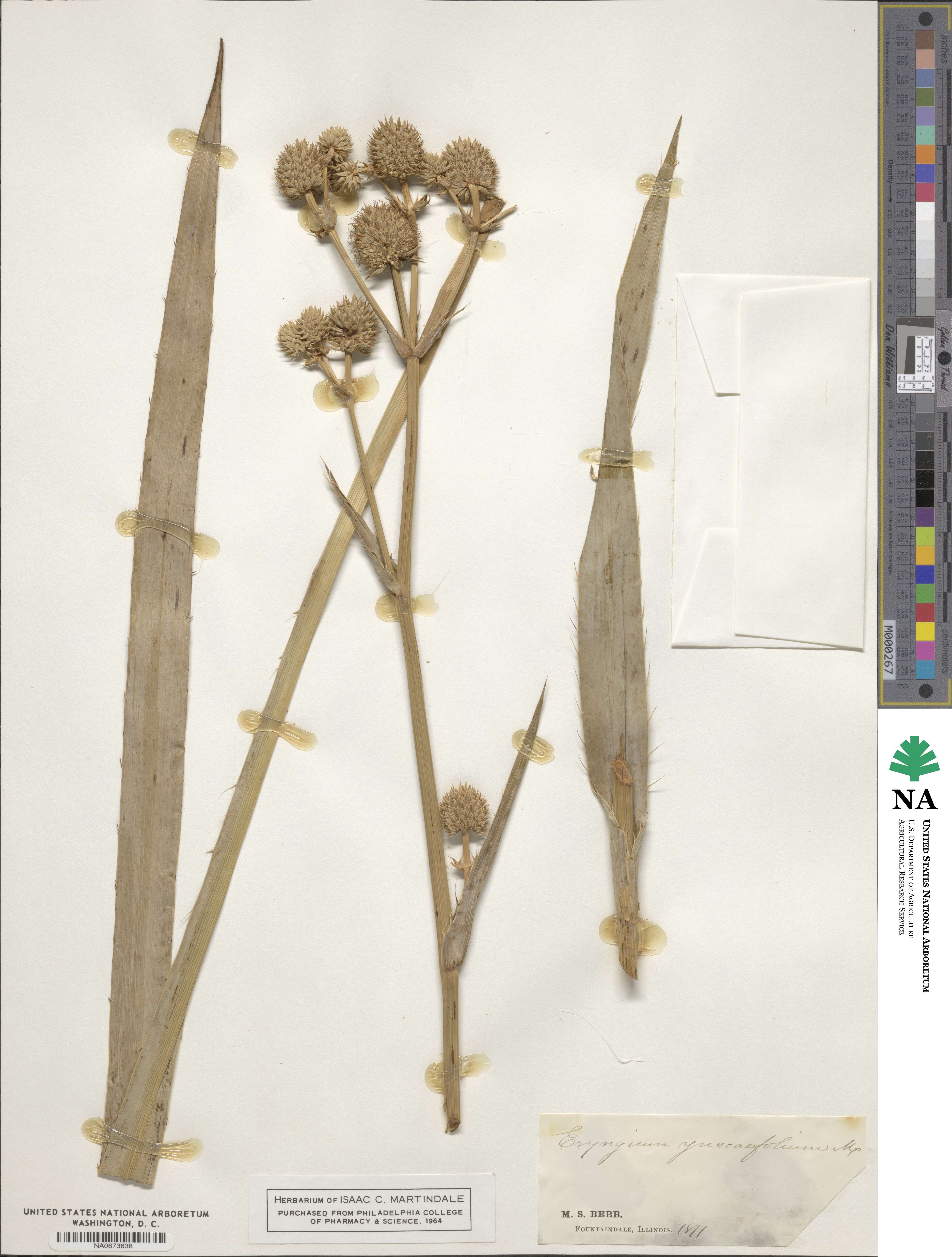 Eryngium yuccifolium image