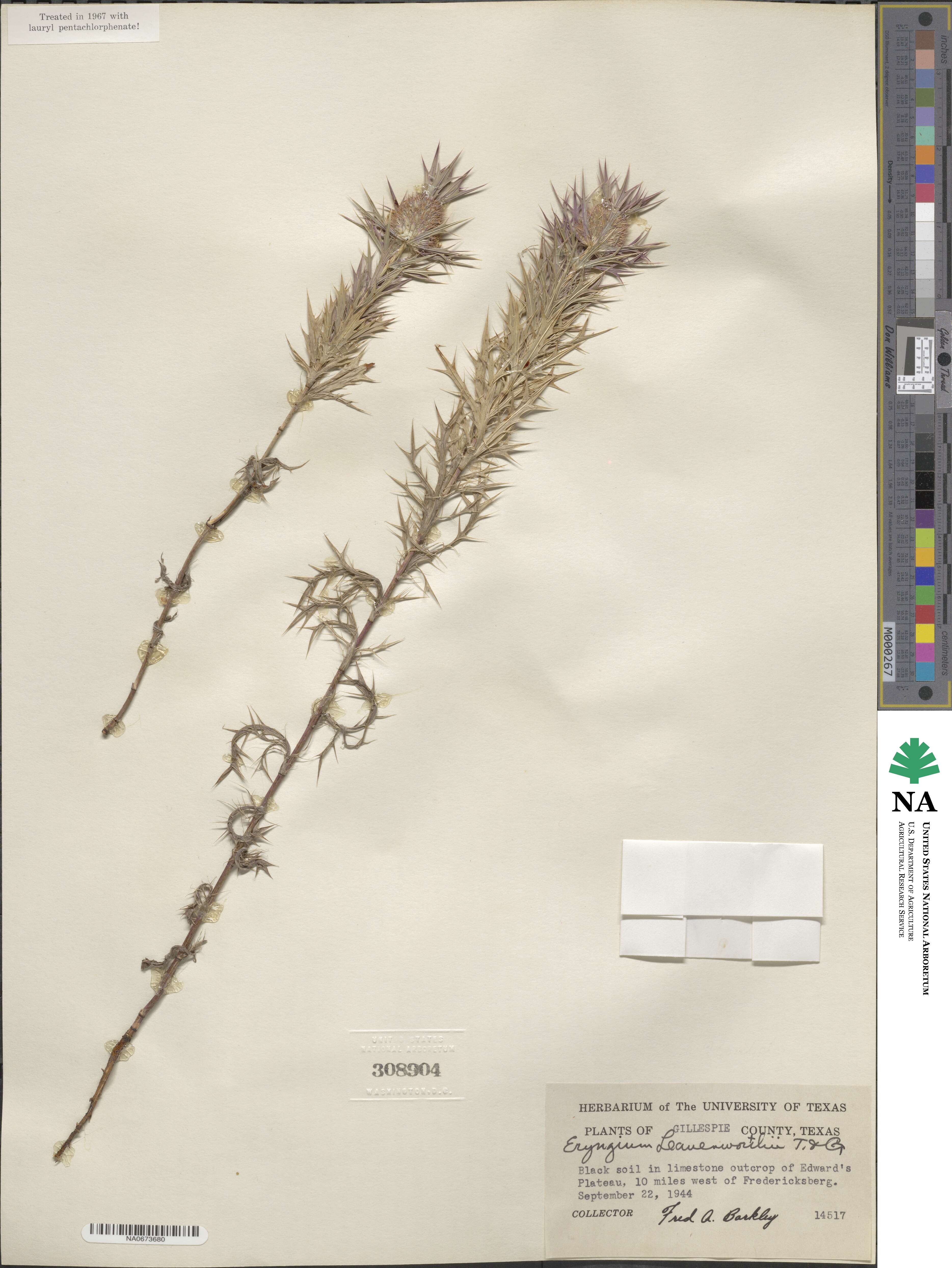 Eryngium leavenworthii image
