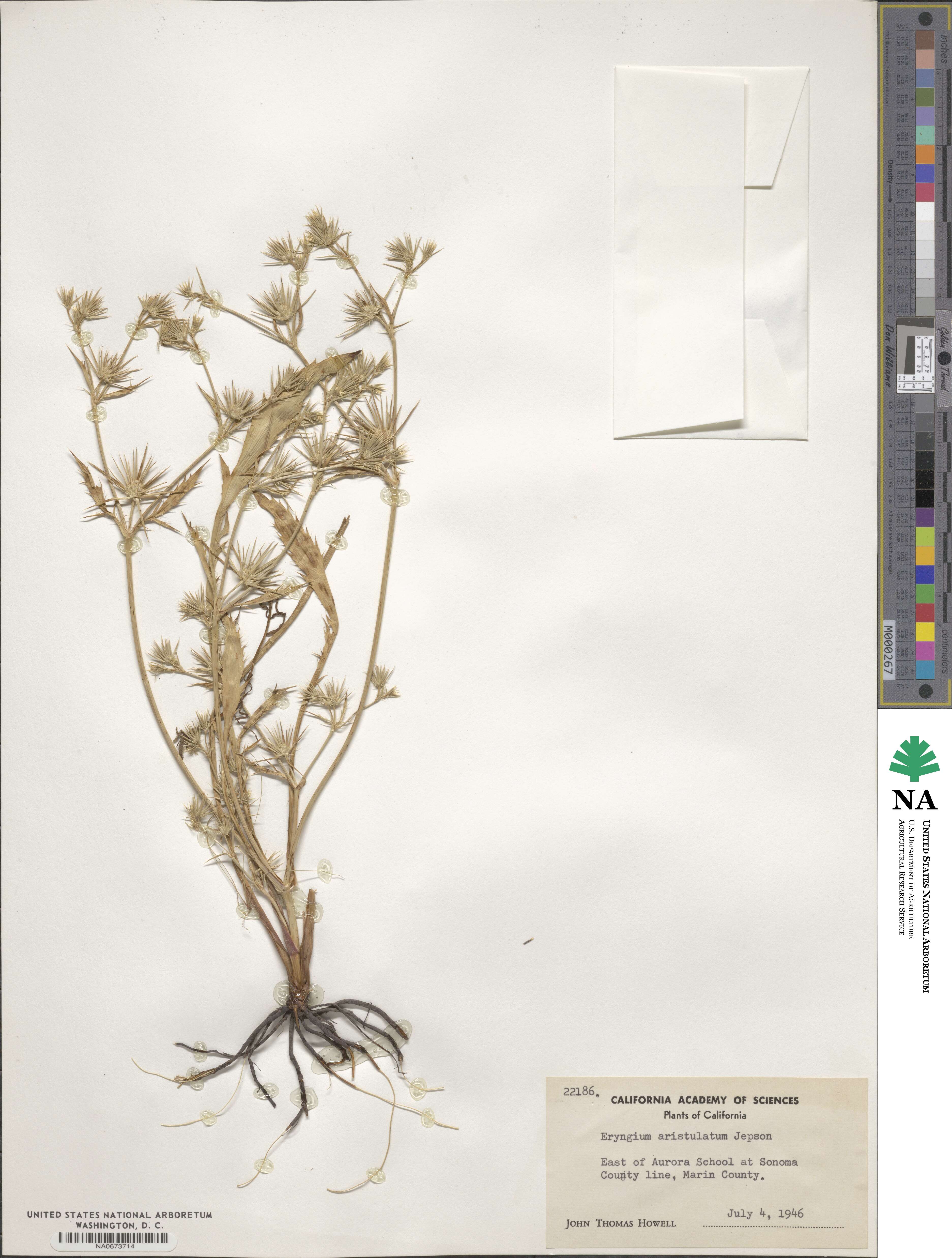 Eryngium aristulatum image