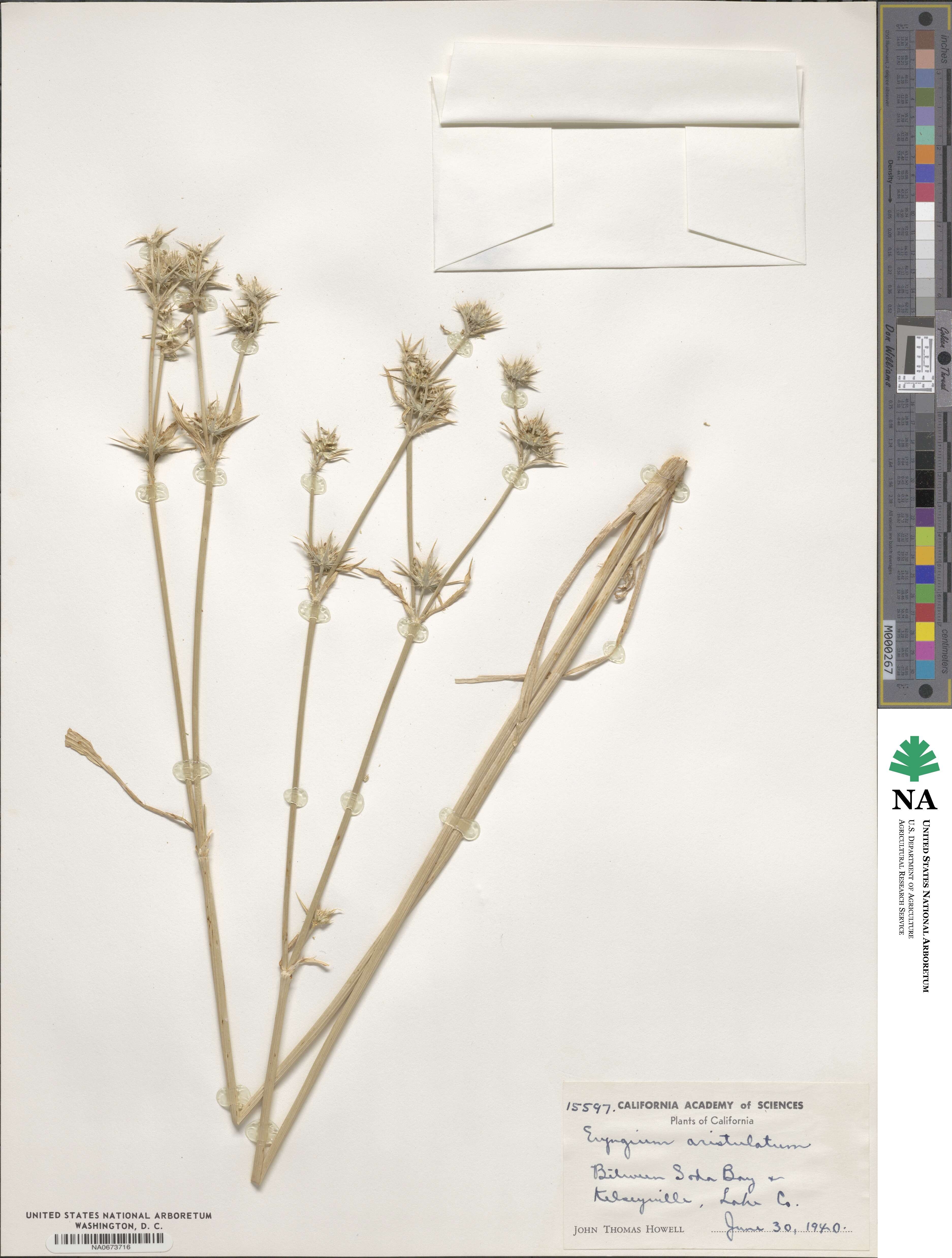 Eryngium aristulatum image
