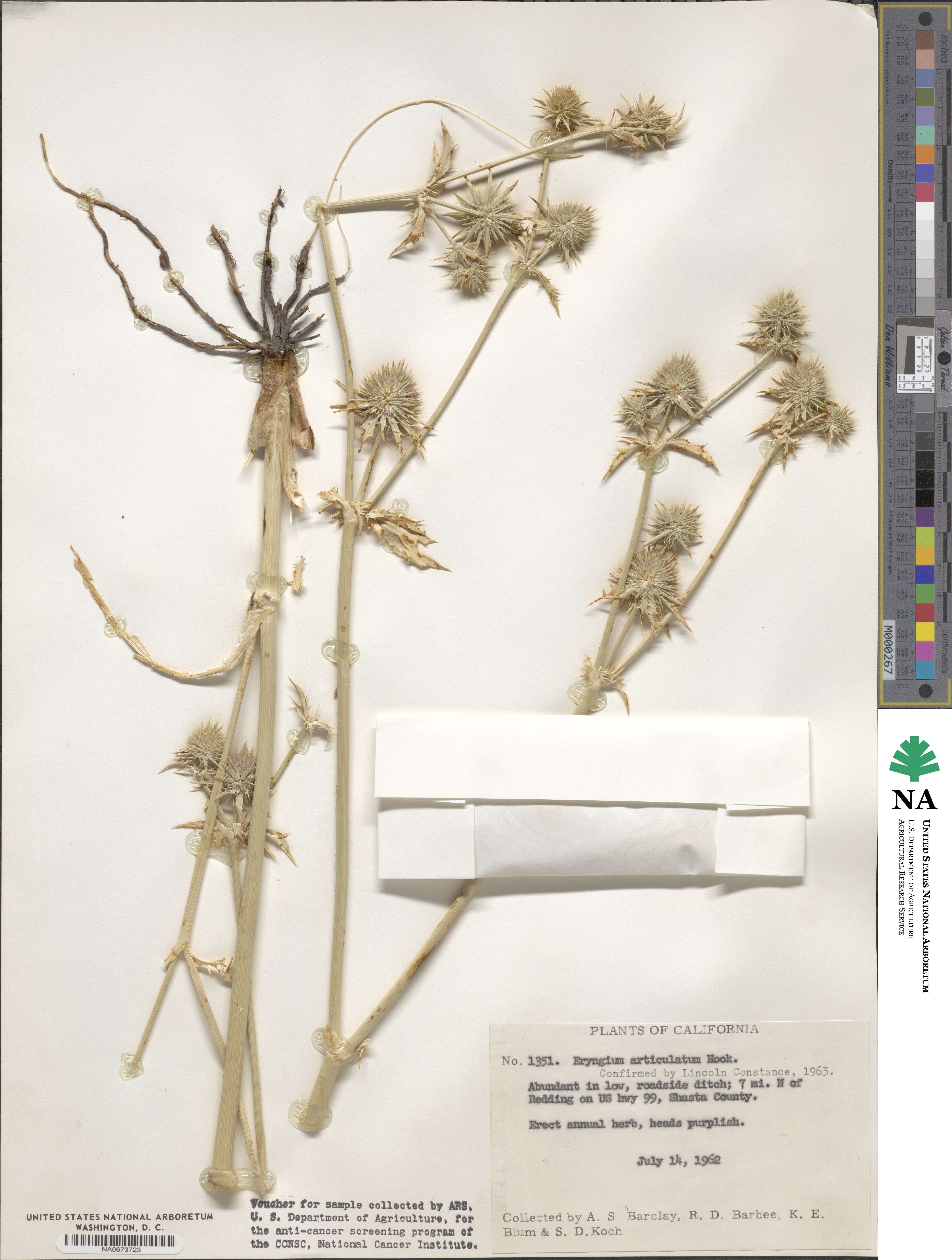 Eryngium articulatum image