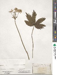 Astrantia major image