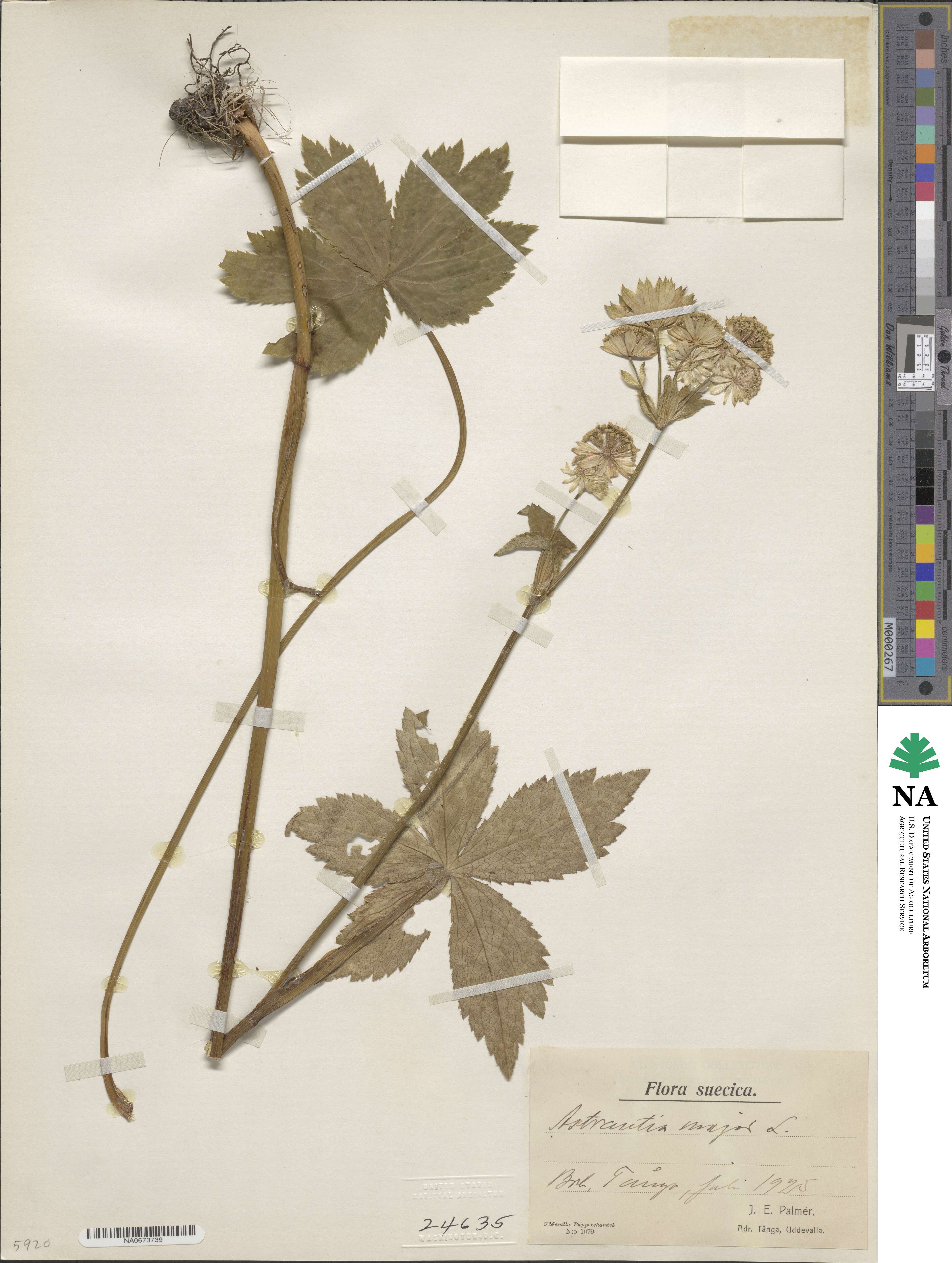Astrantia major image