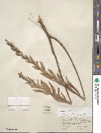 Oenothera parviflora image