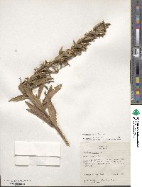 Oenothera parviflora image