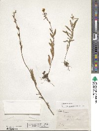 Oenothera perennis image