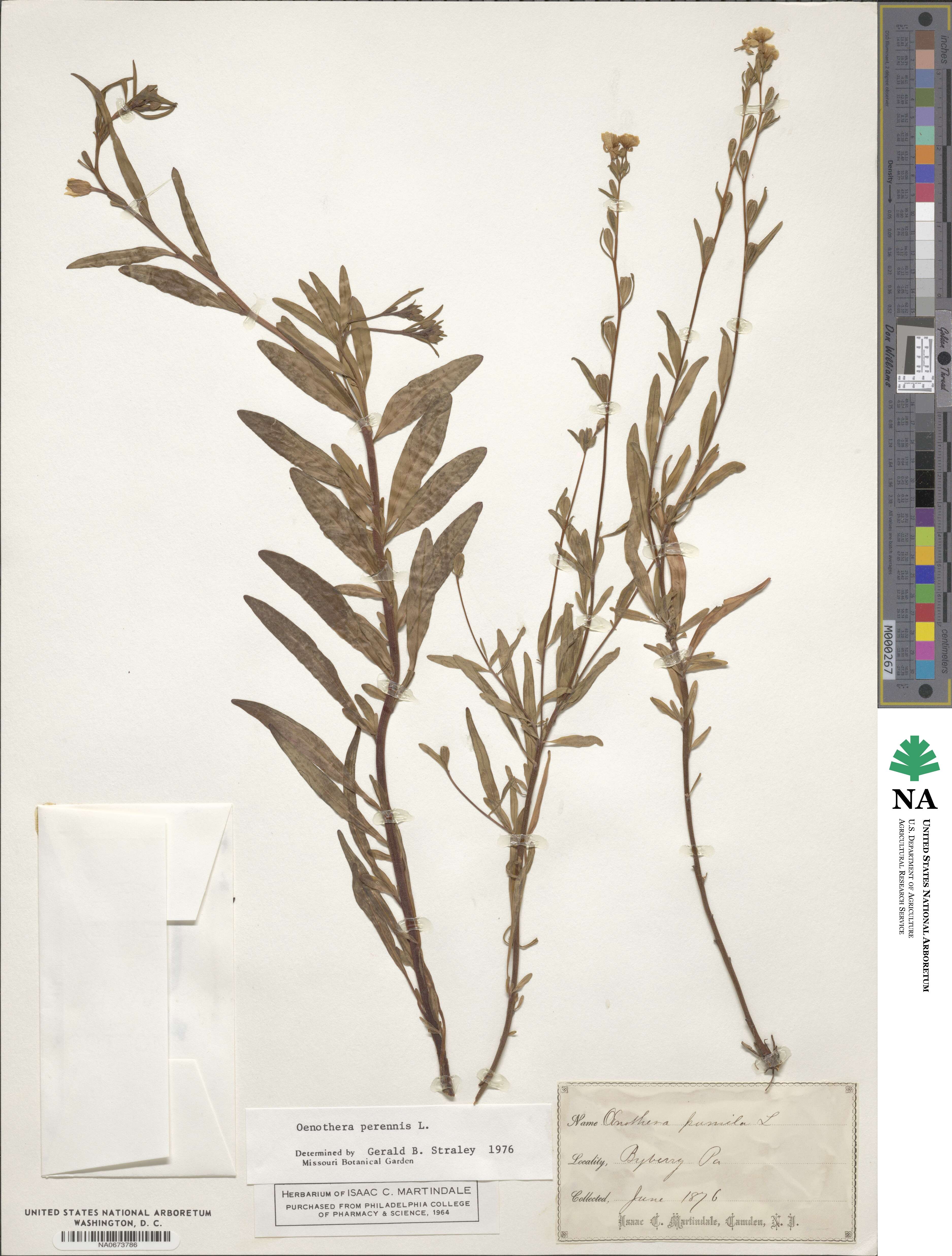Oenothera perennis image