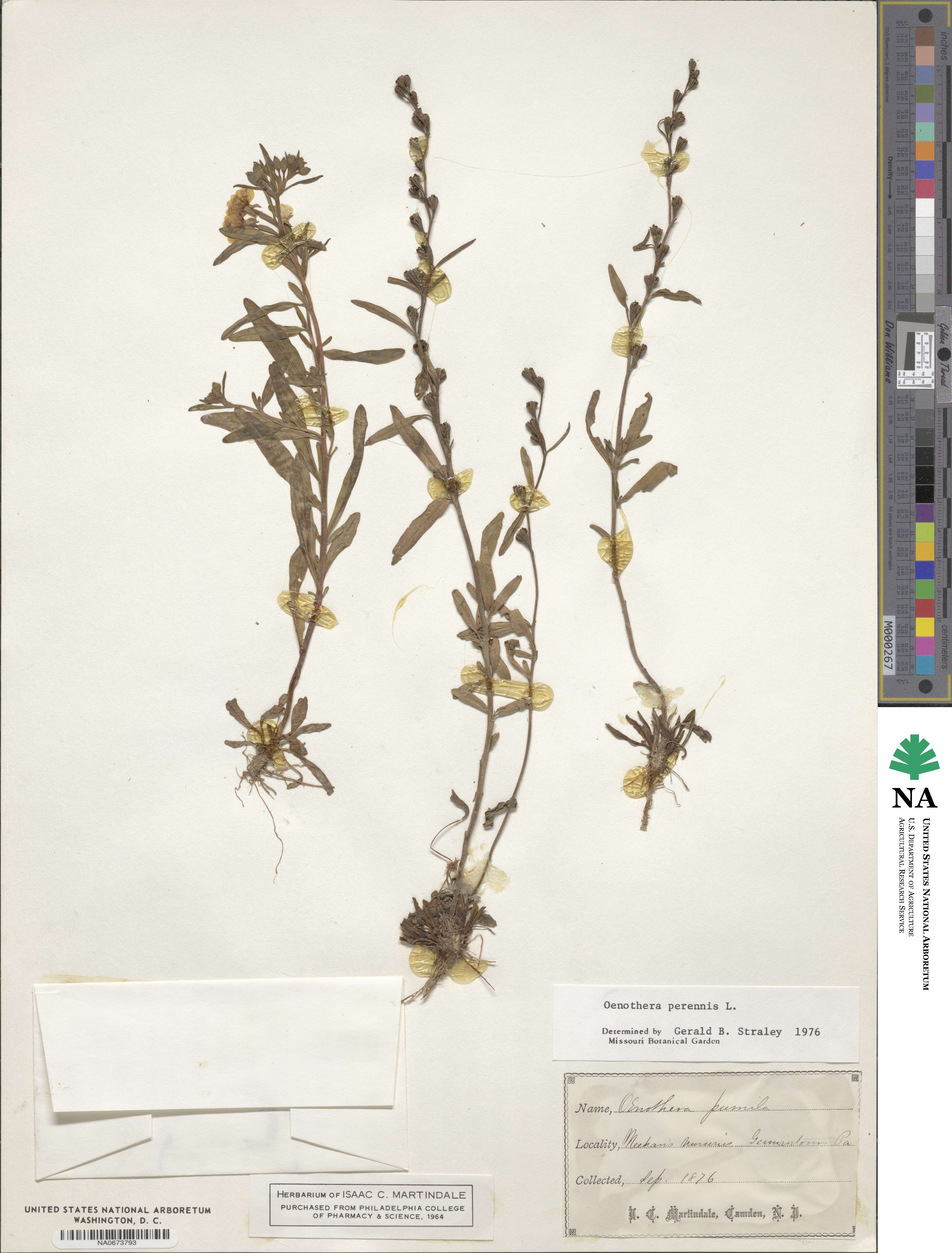 Oenothera perennis image