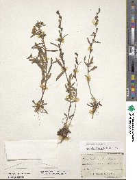 Oenothera perennis image